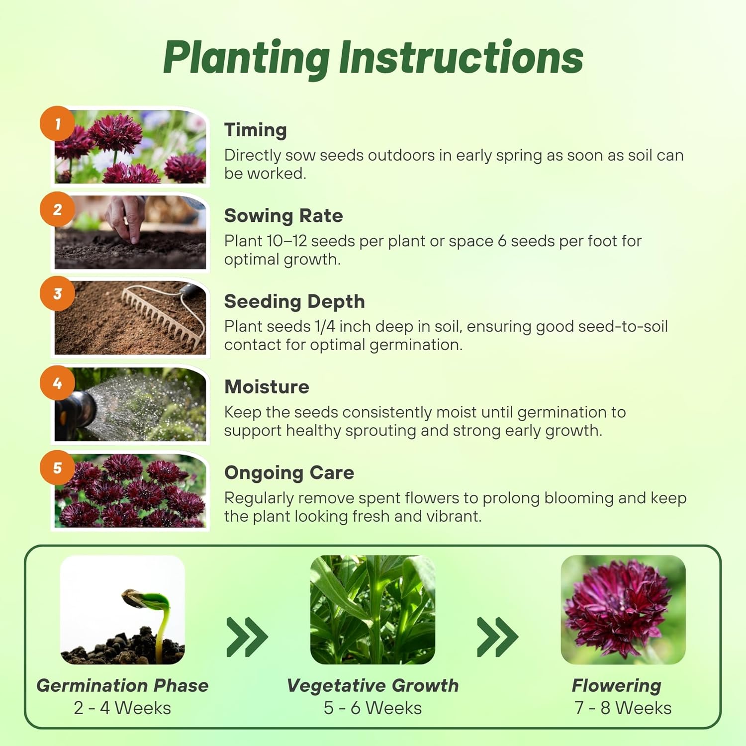 Cornflower Black Wildflower Planting Directions