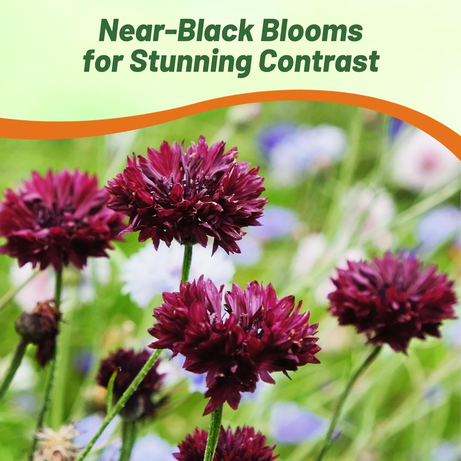 Cornflower Black Wild Flower Seeds