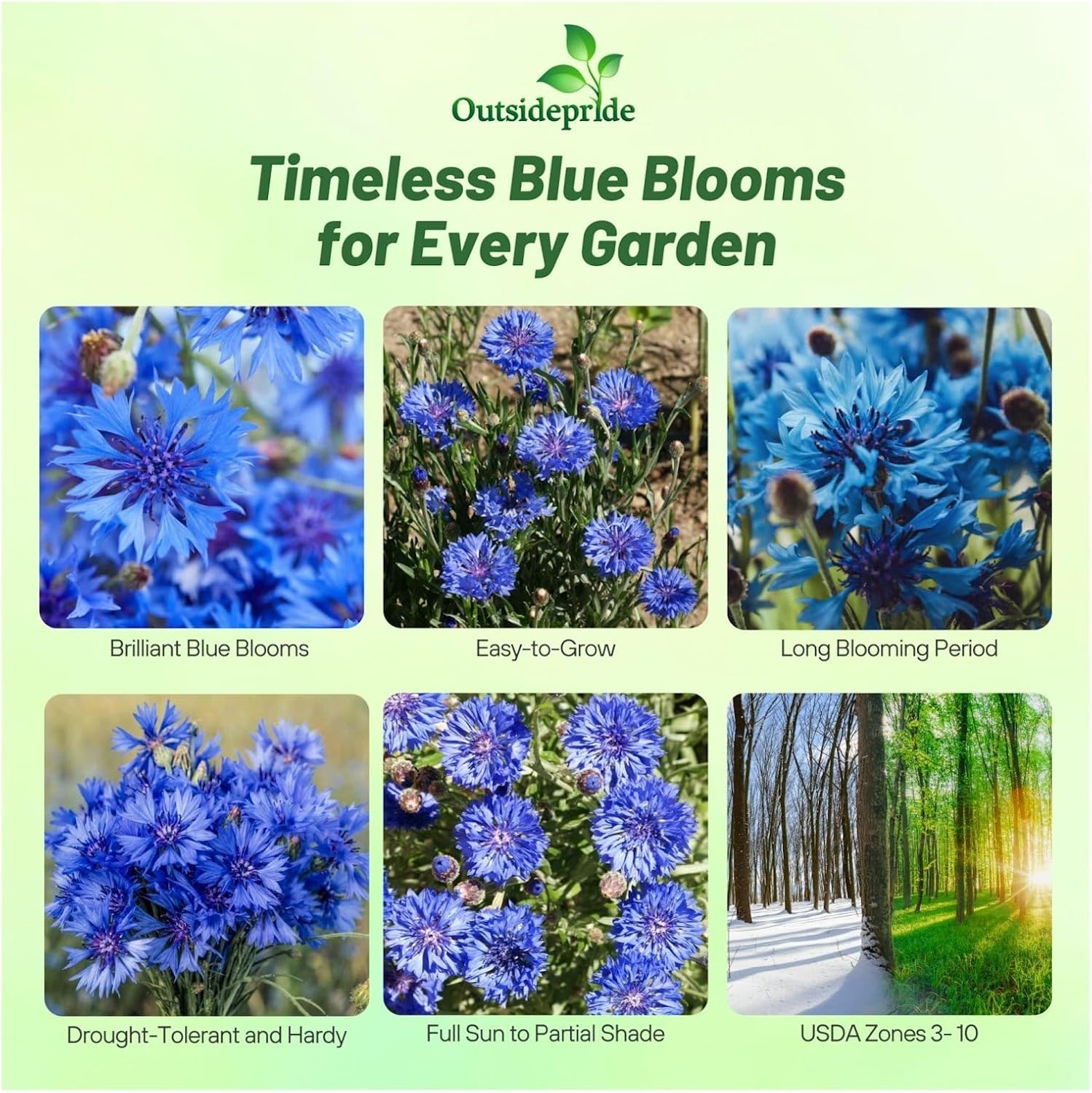 Short Blue Bachelor's Button Flowers