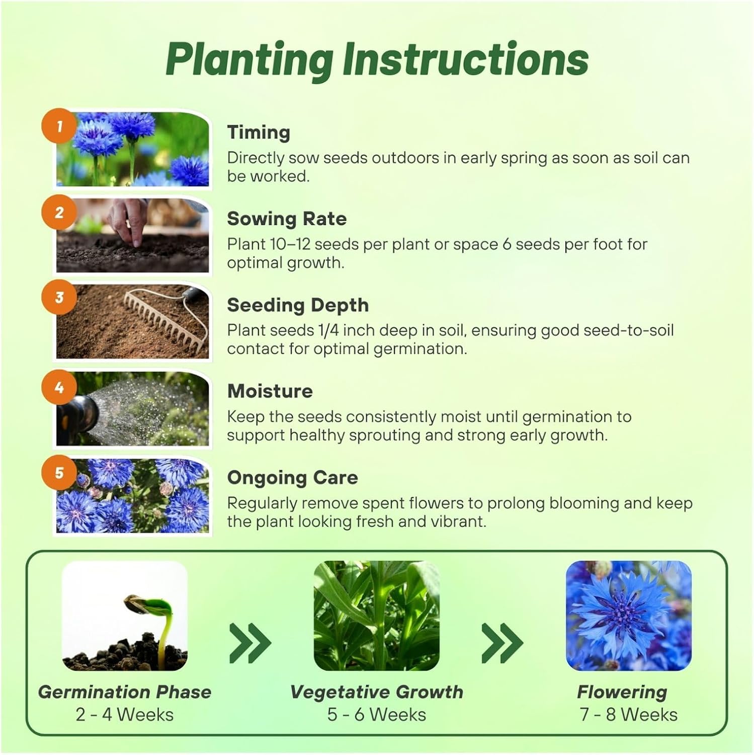 Short Blue Cornflower Planting Directions