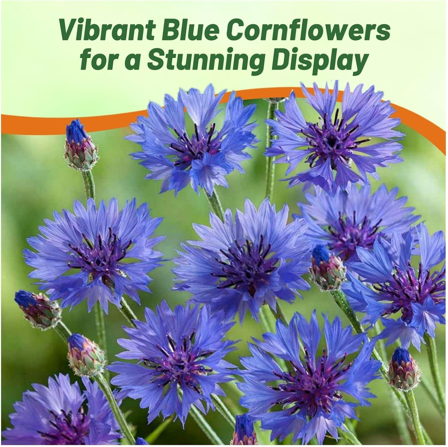 Drought Tolerant Blue Cornflower Cut Flowers
