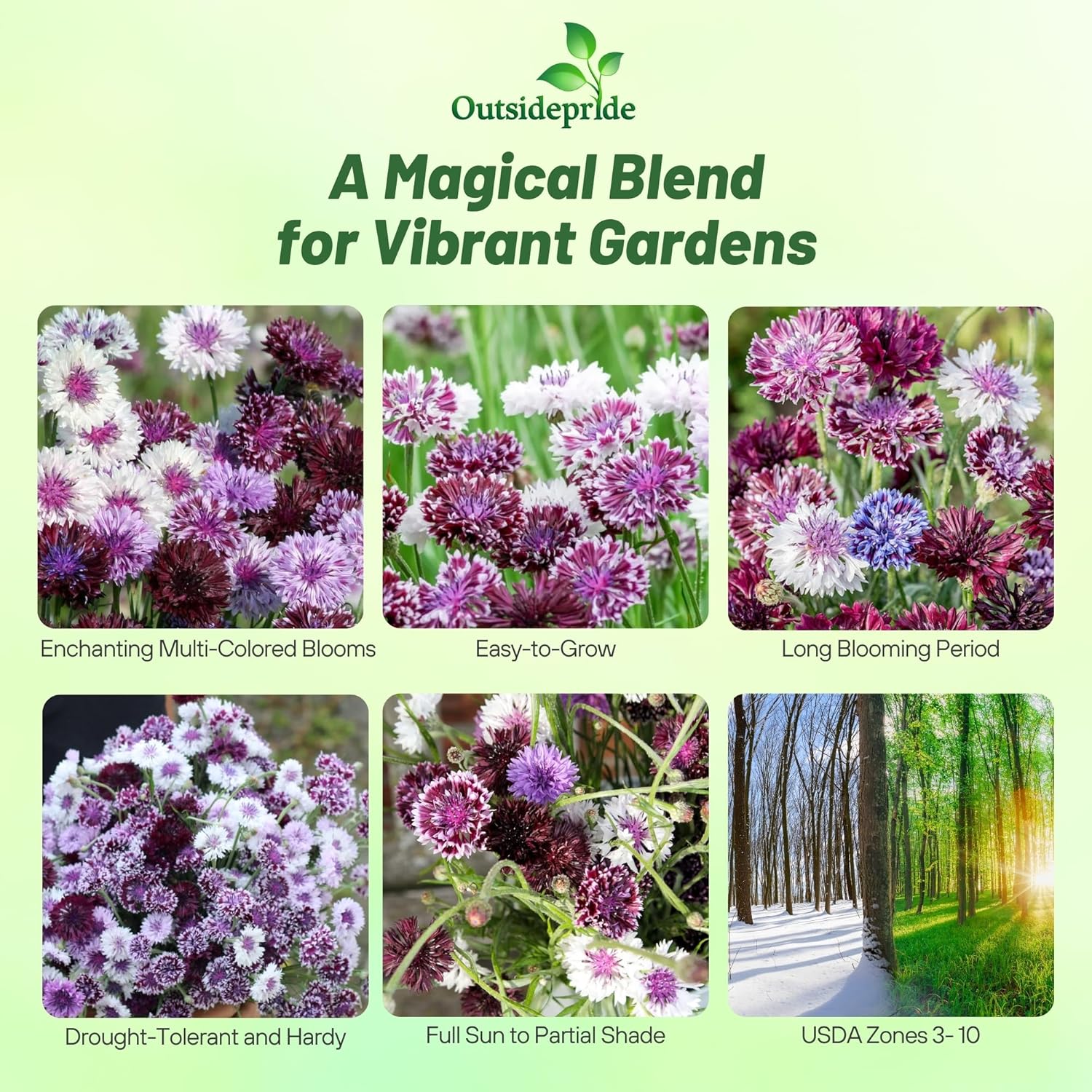 Bachelor Button Magic Mix Flowers
