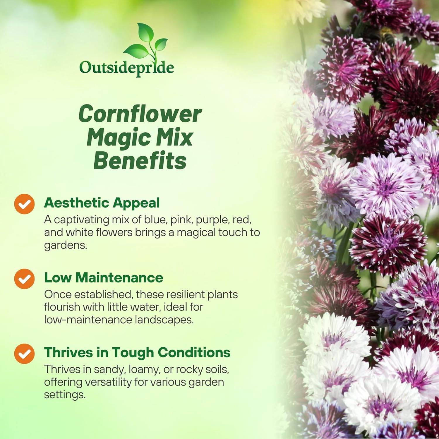 Centaurea Cyanus Magic Flower Seed Mix