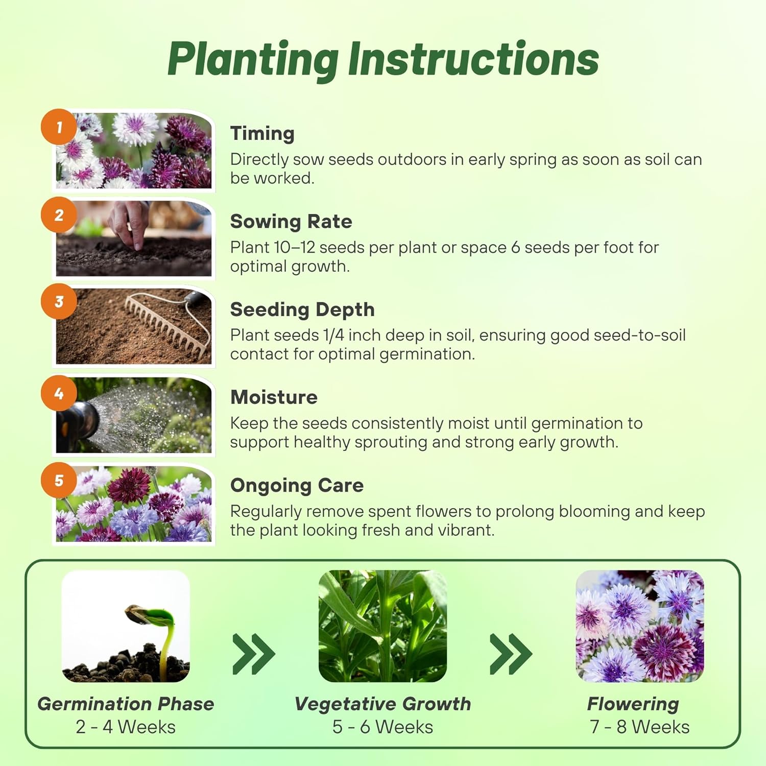 Cornflower Magic Planting Directions