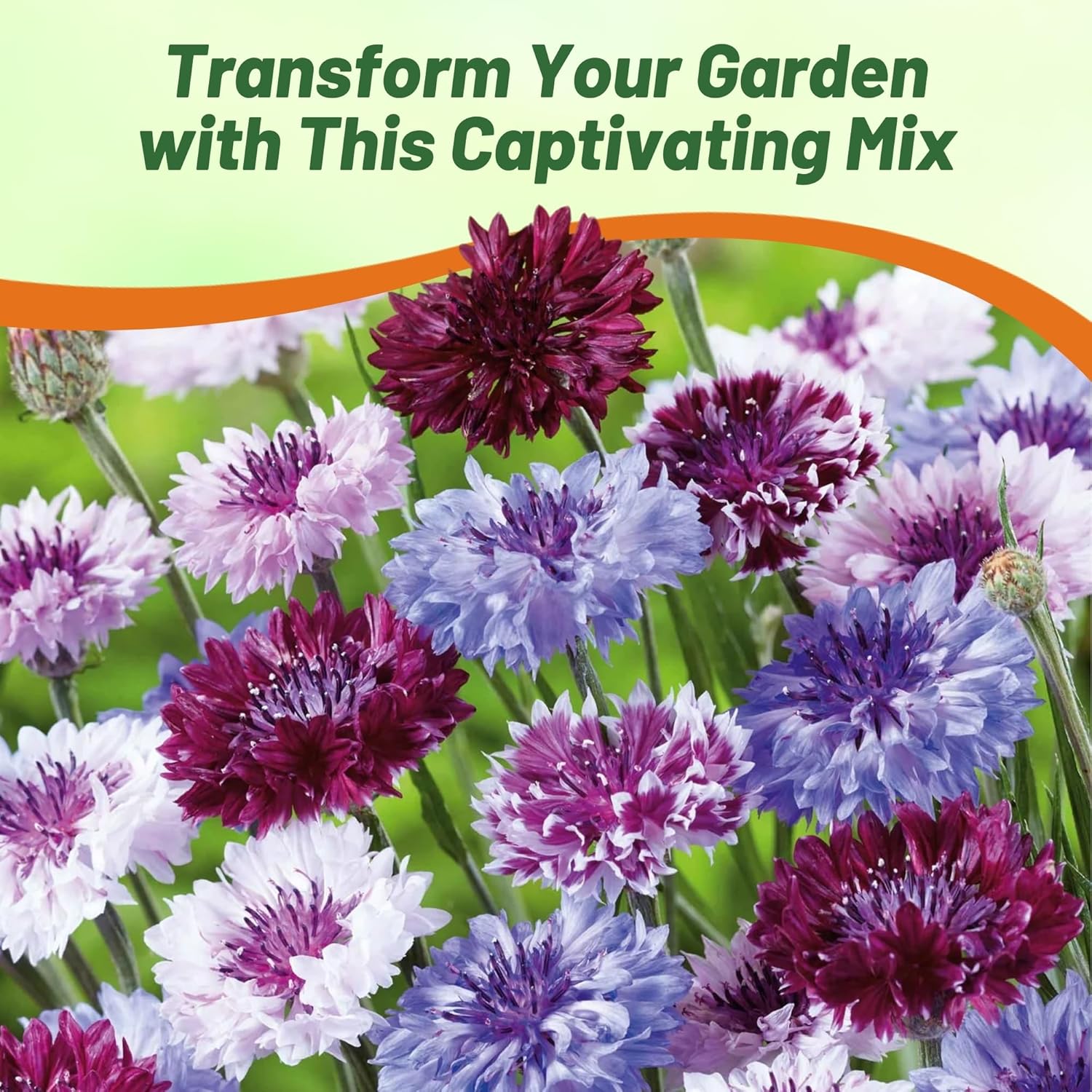 Cornflower Magic Seed Mix
