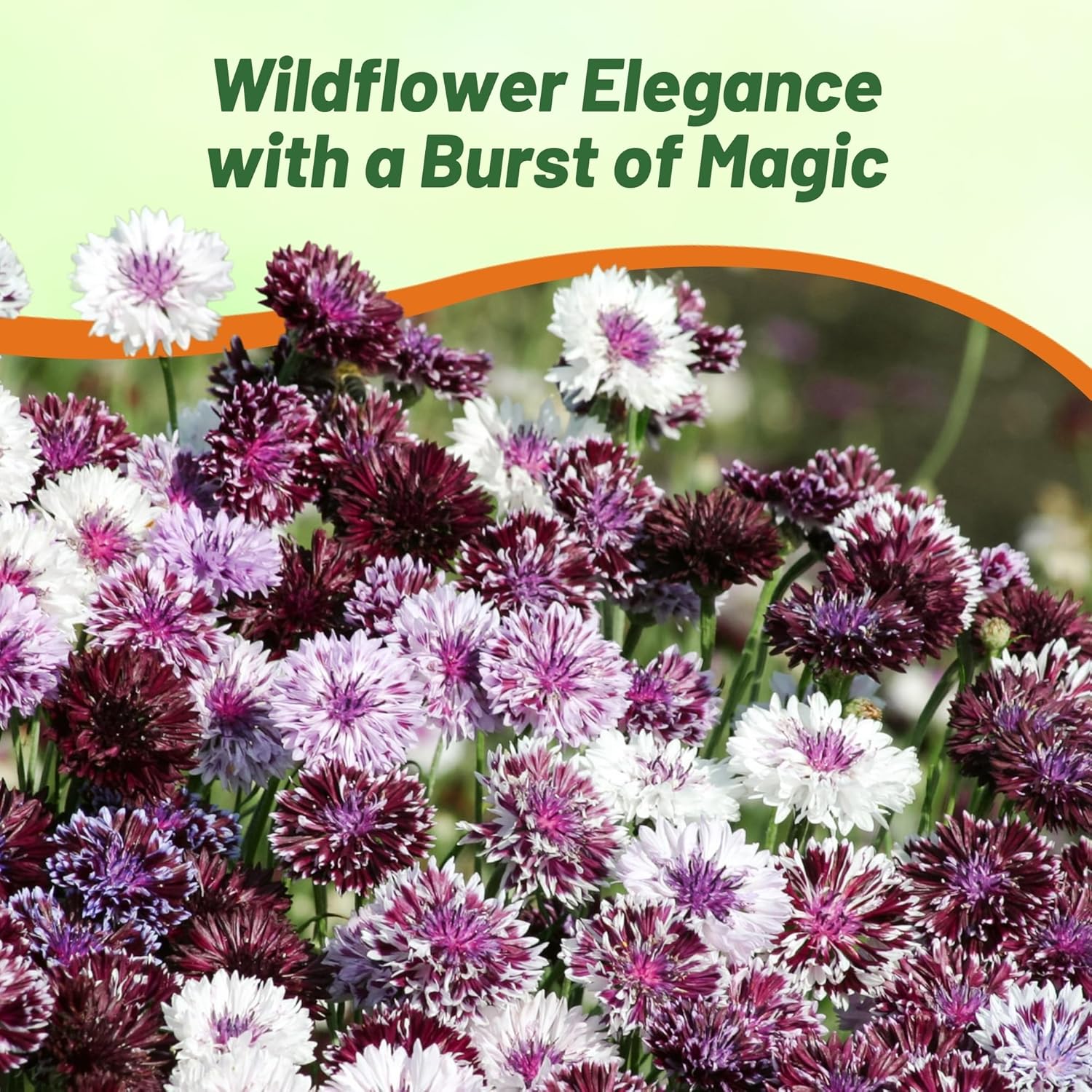 Cornflower Magic Flower Garden Mix