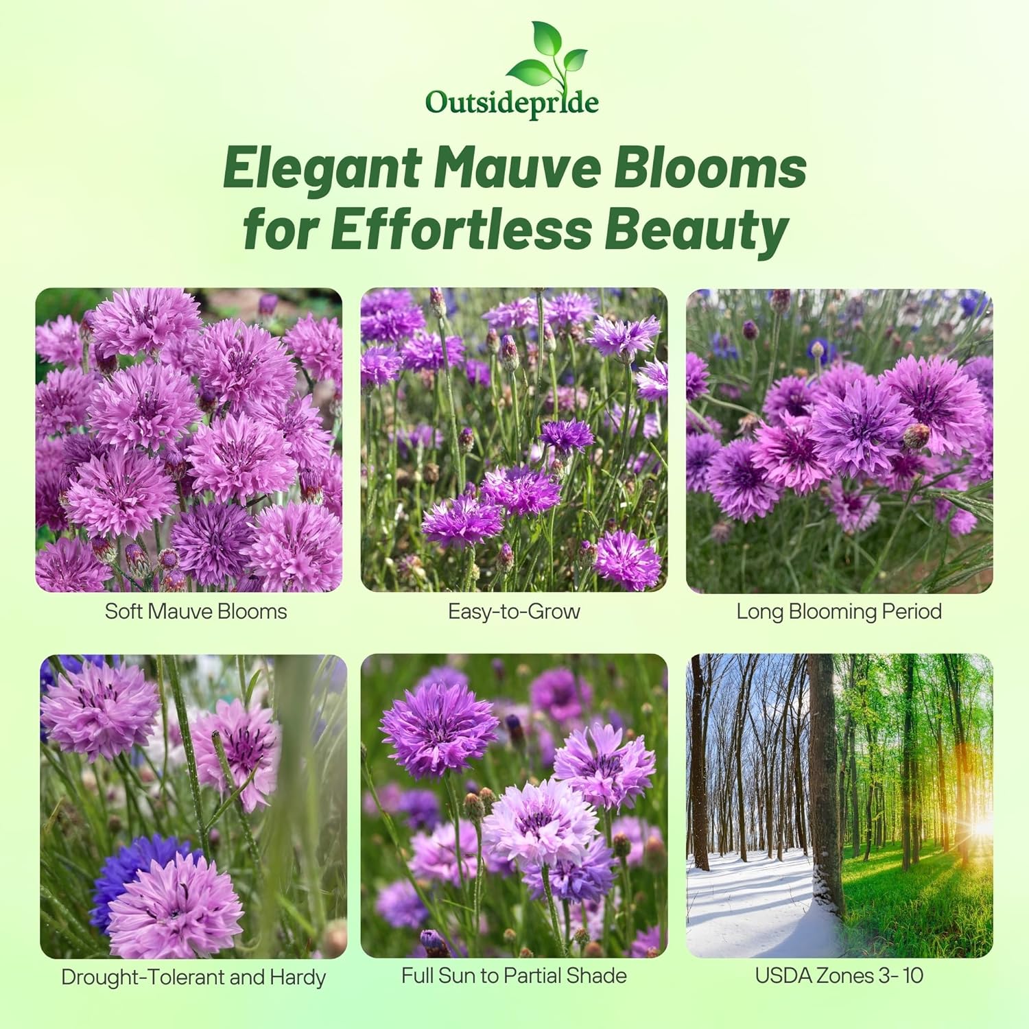 Bachelor Button Cyanus Mauve Flower Seeds