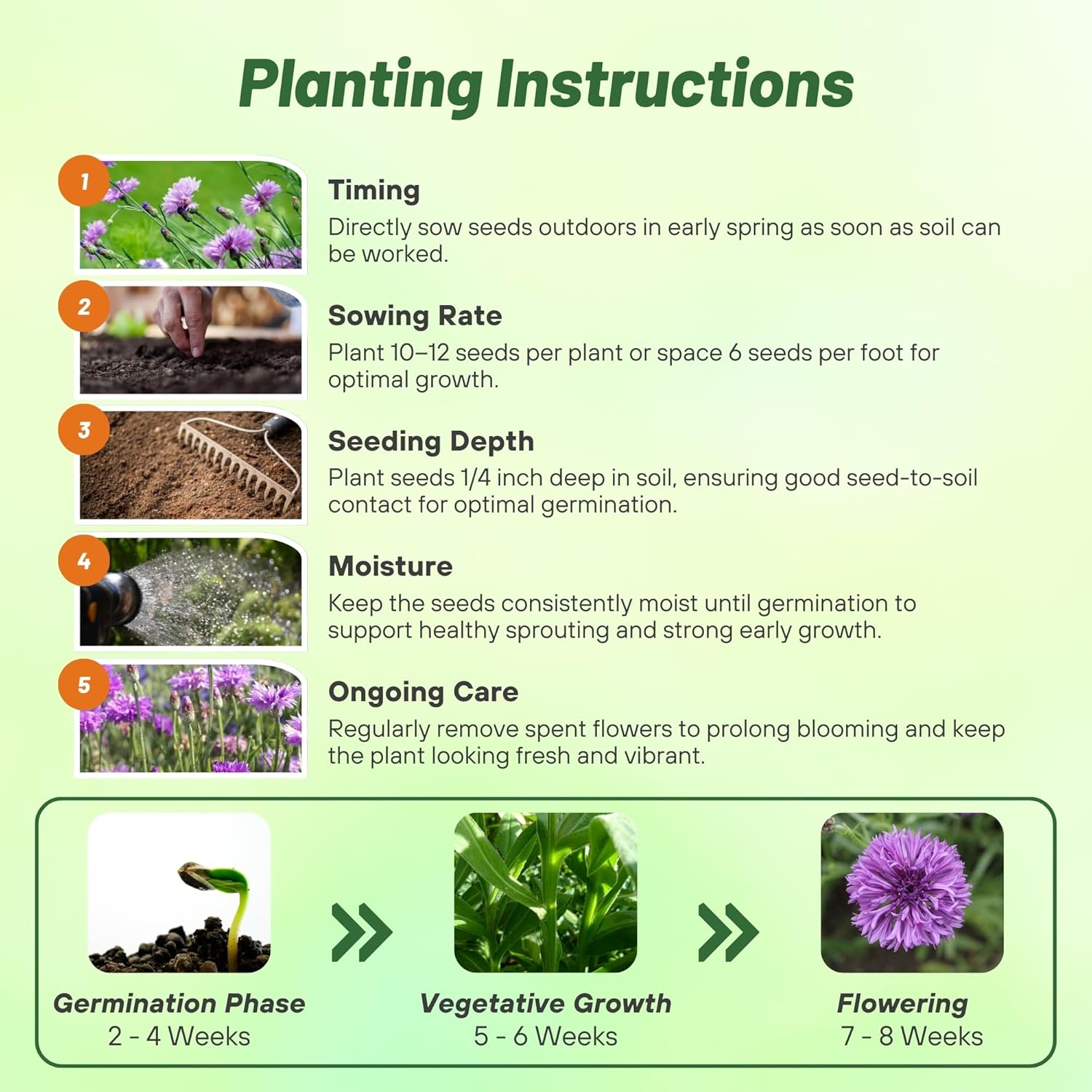 Centaurea Cyanus Mauve Planting Directions