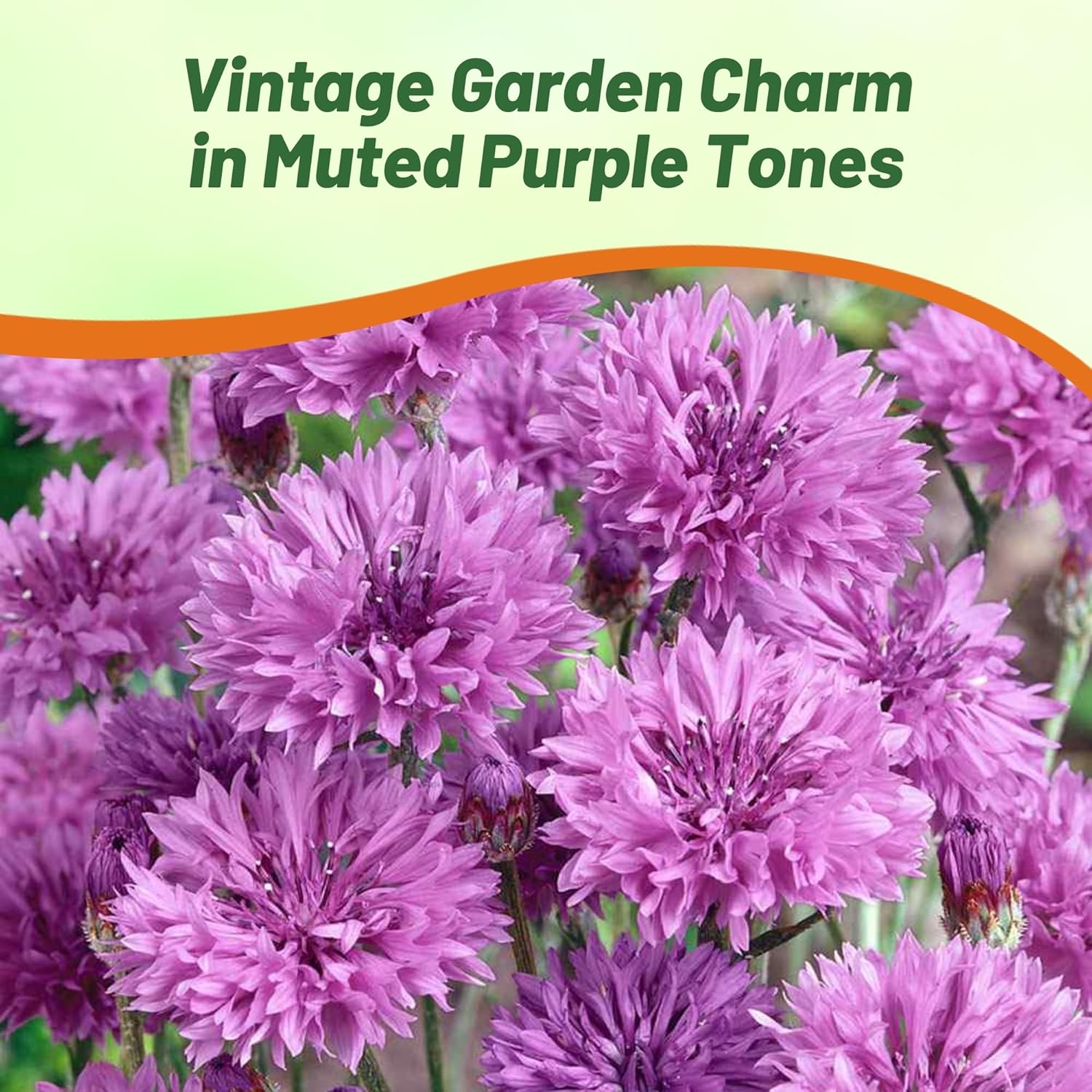 Cornflower Mauve Flower Garden