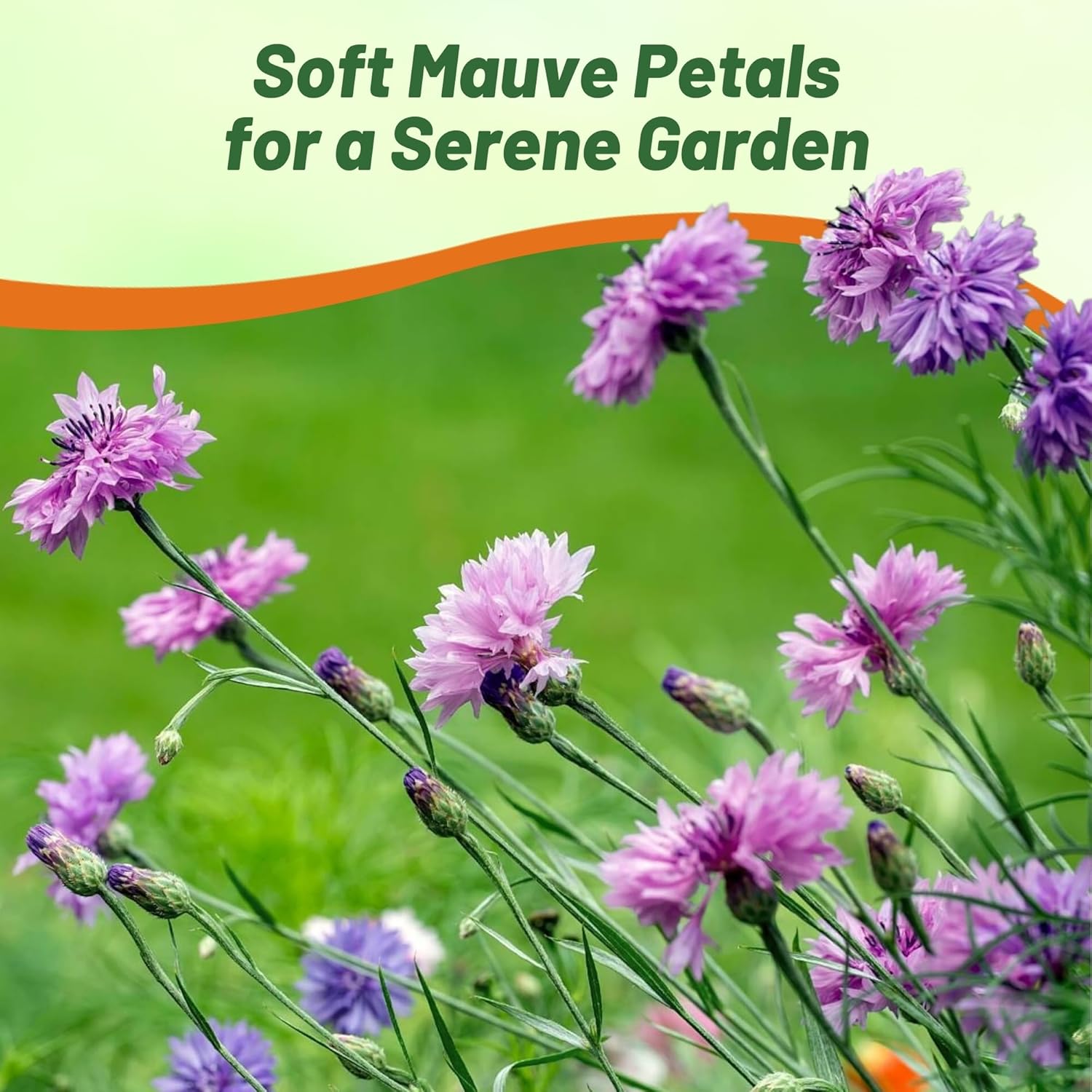 Centaurea Cyanus Mauve Flower Seeds