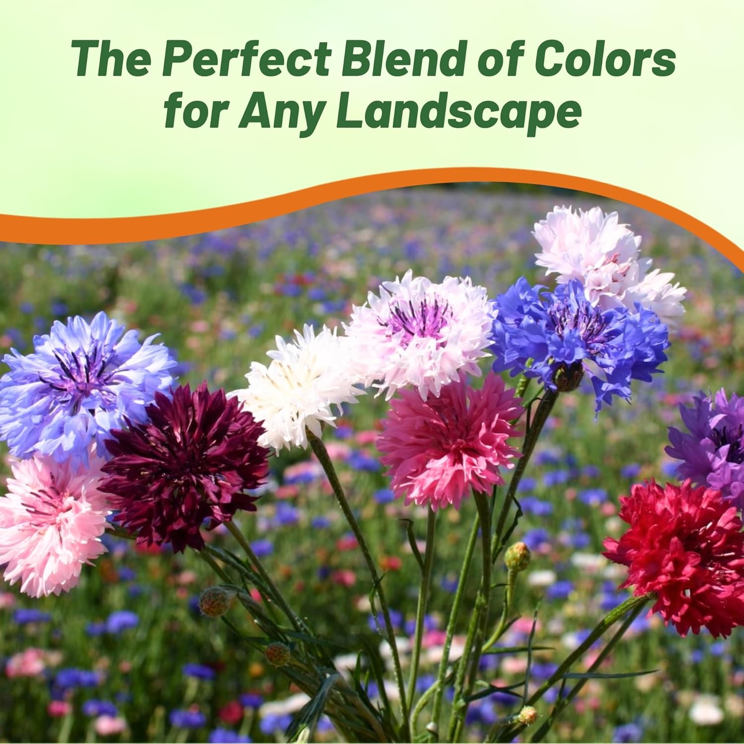 Cornflower Polka Dot Flower Seed Mix