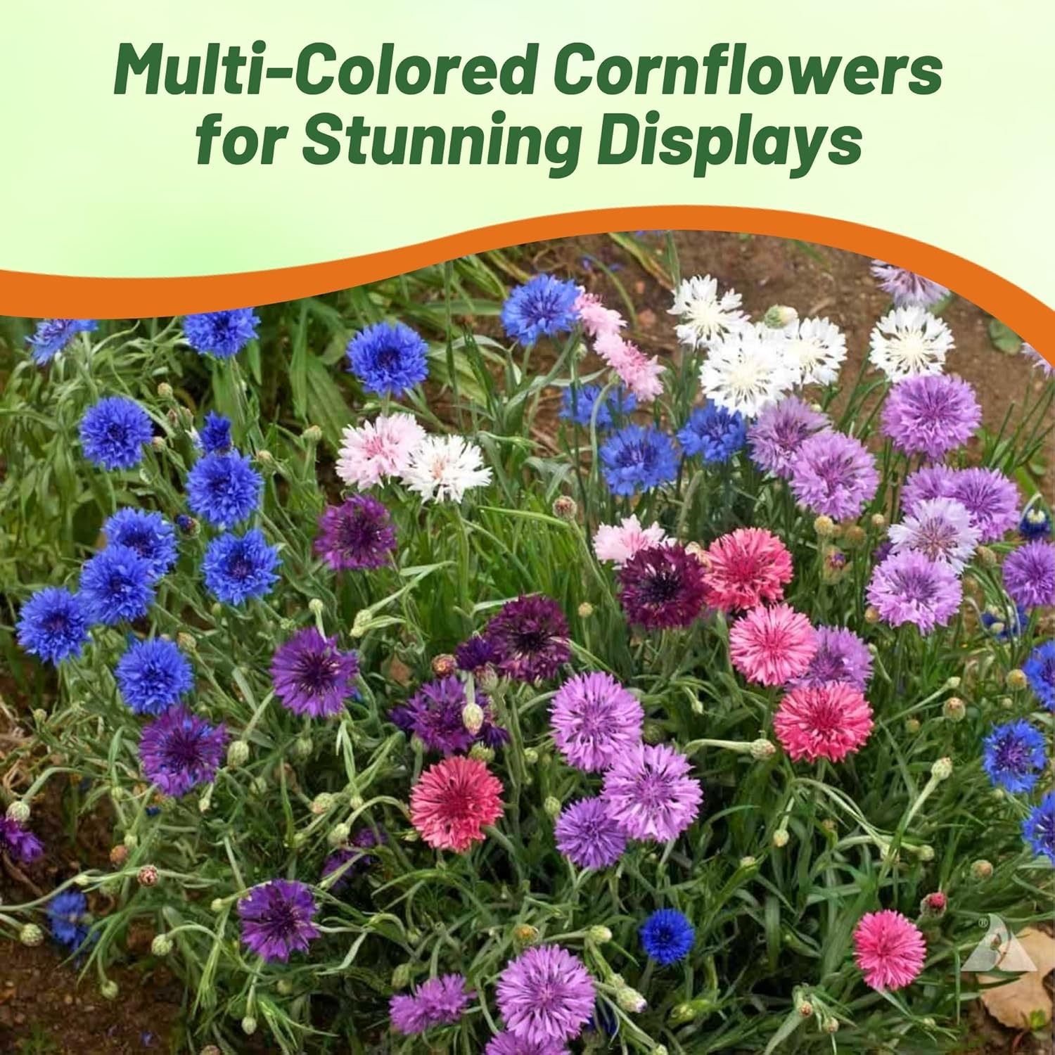 Cornflower Polka Dot Cut Flower Mixture