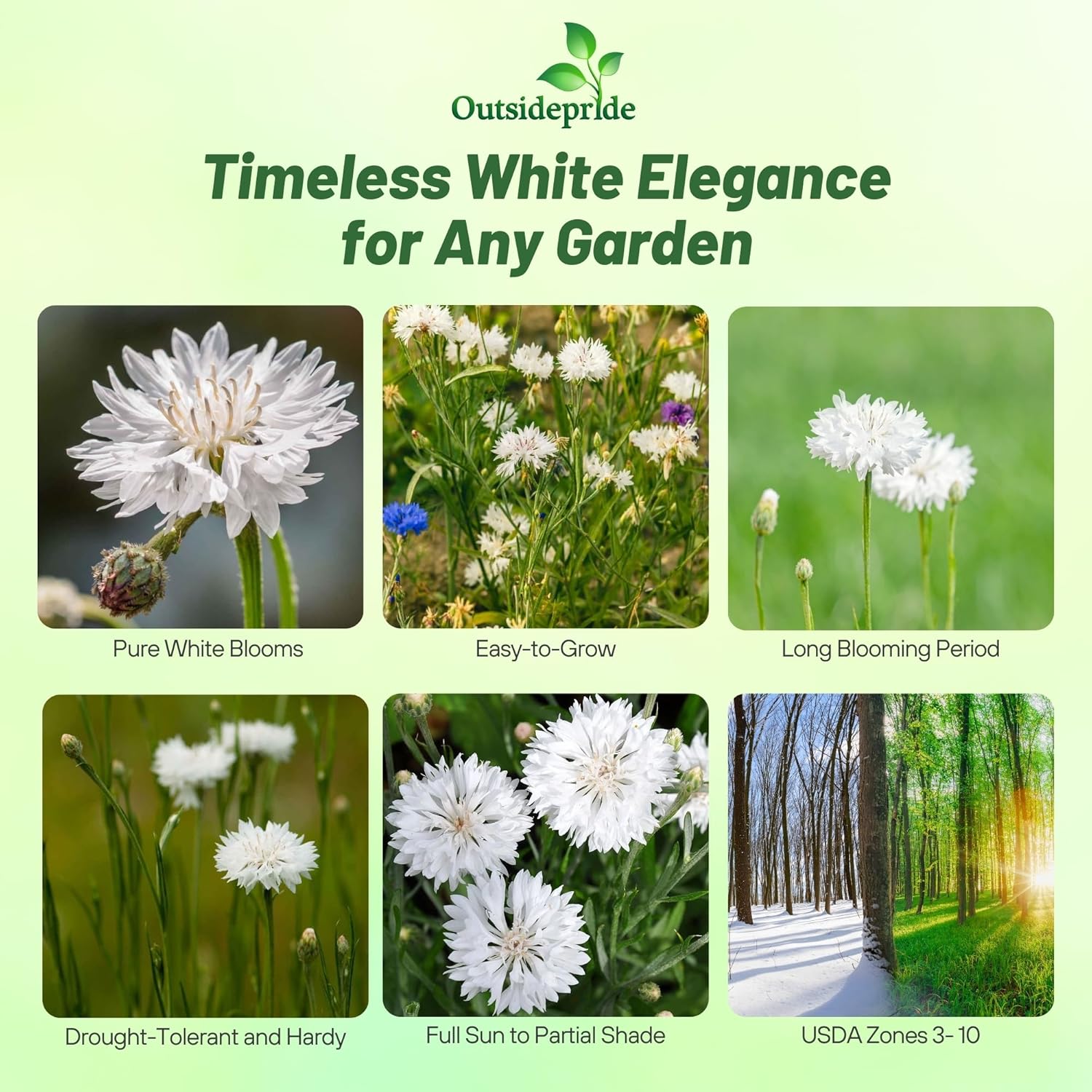 White Bachelor Button Flower Seeds
