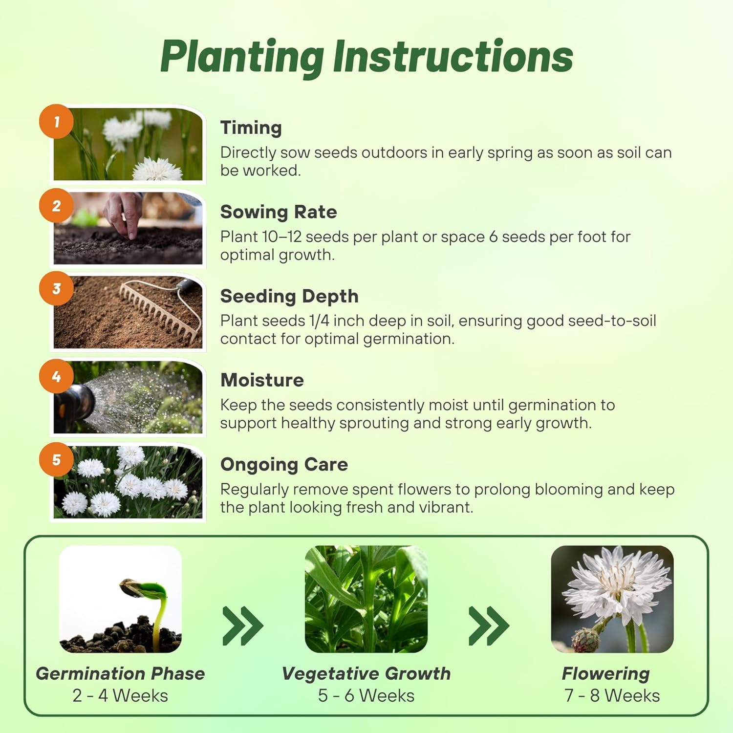 White Cornflower Planting Directions