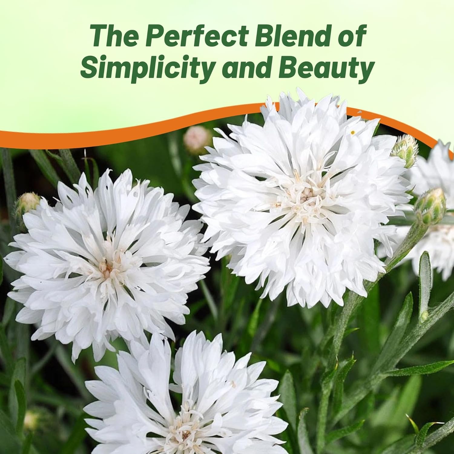White Cornflower Flower Seeds