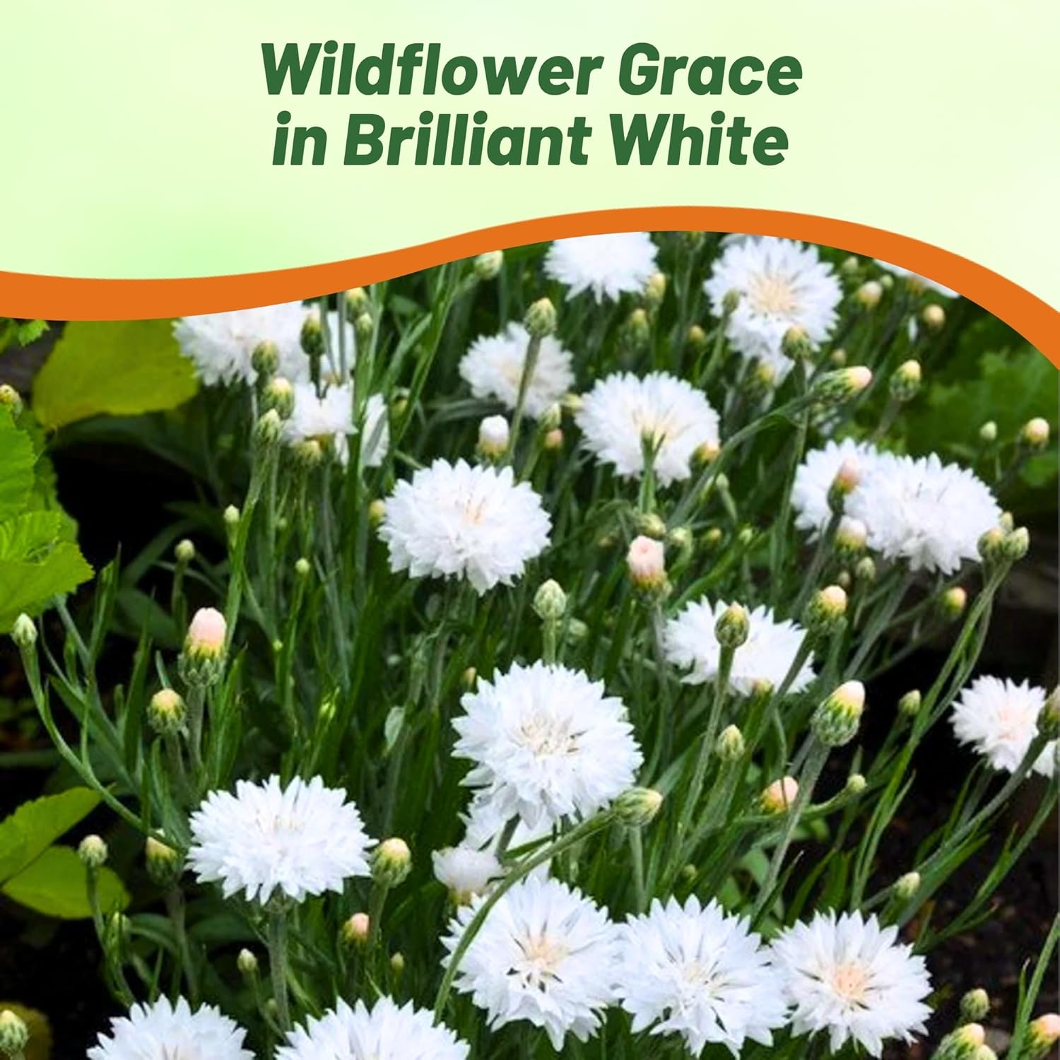 White Cornflower Cut Flower Garden