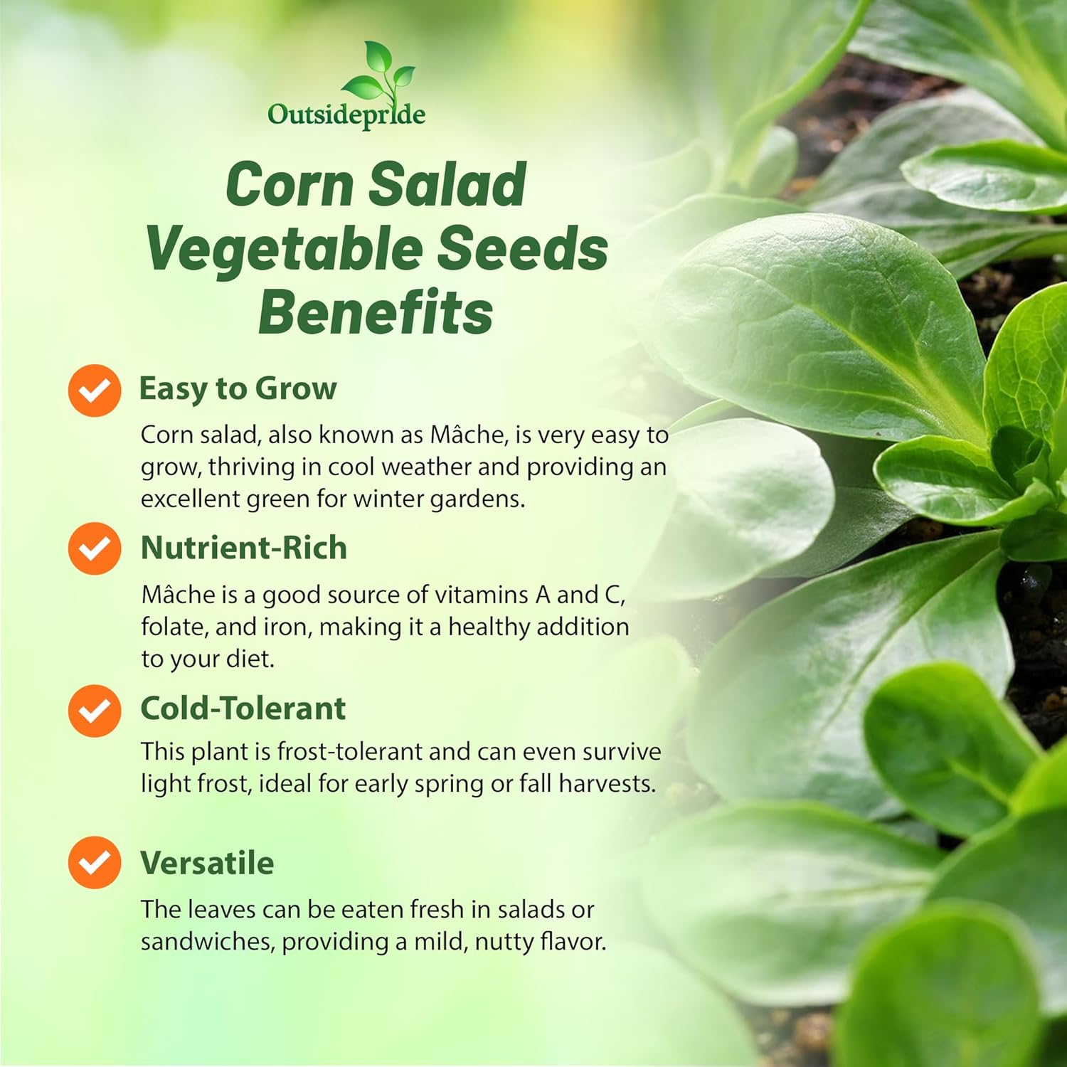Corn Salad Herb Garden