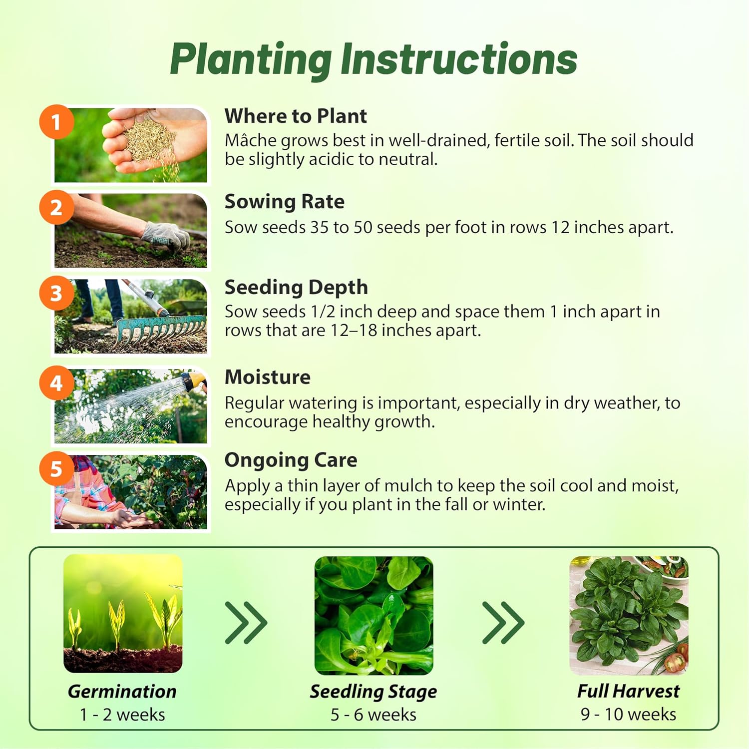 Corn Salad Seed Planting Directions