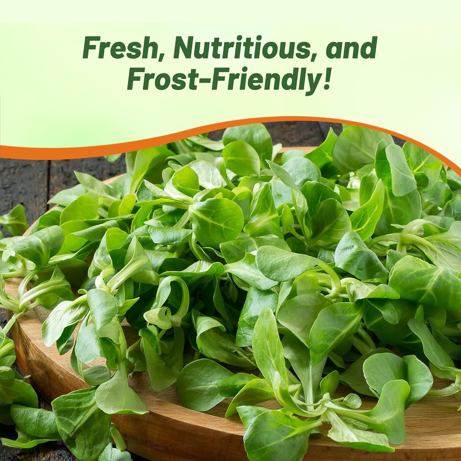 Corn Salad Herb Container Plant