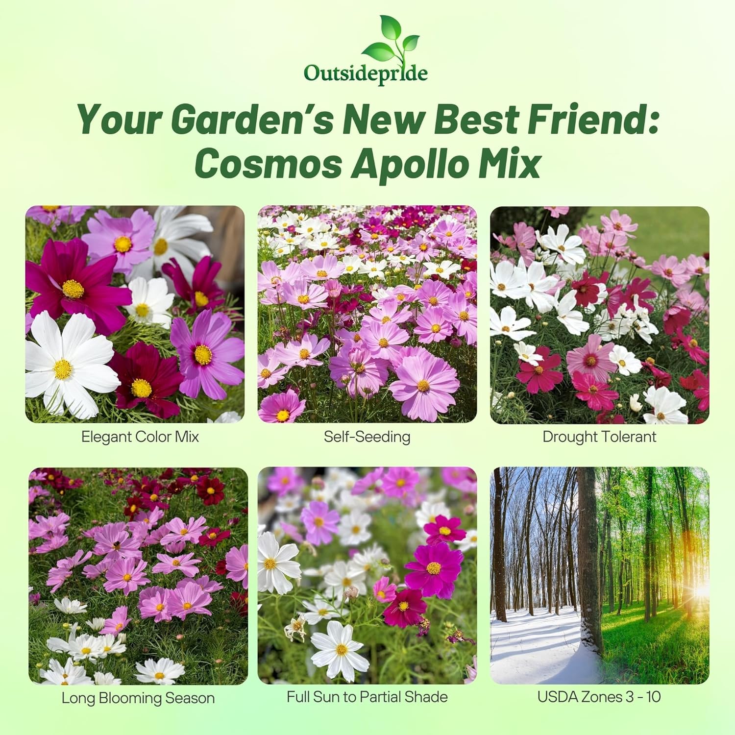 Cosmos Bipinnatus Apollo Garden Mix