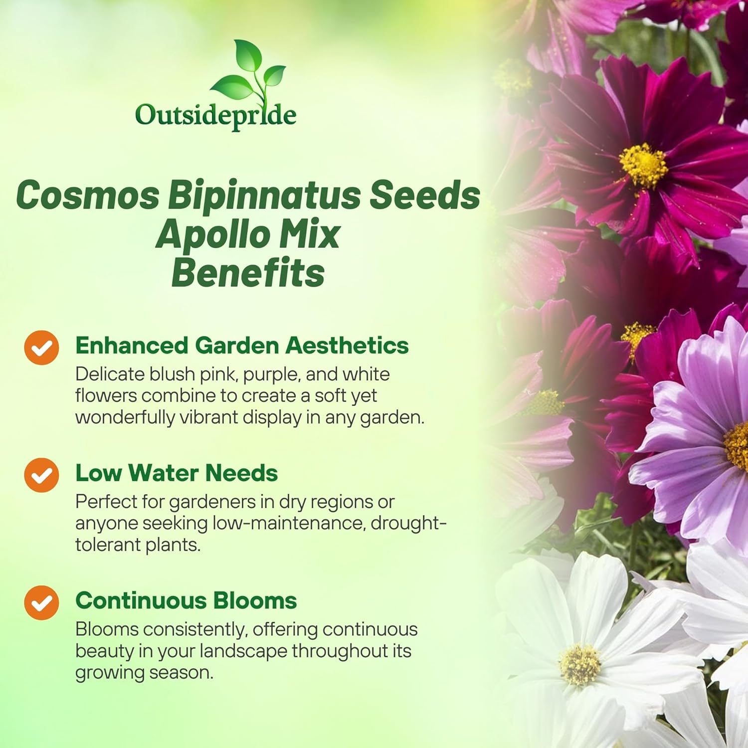 Cosmos Apollo Flower Mixture