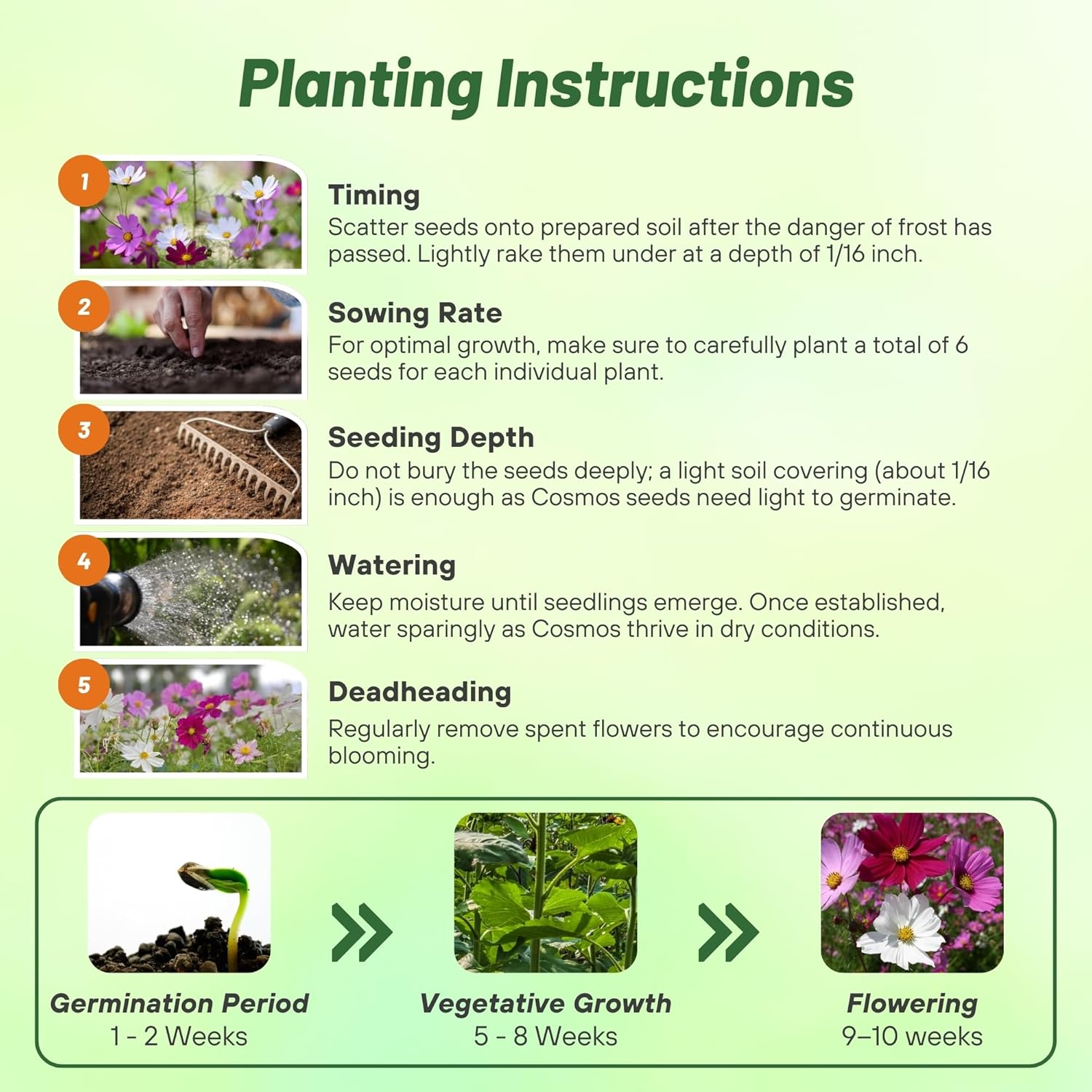 Cosmos Bipinnatus Apollo Planting Directions