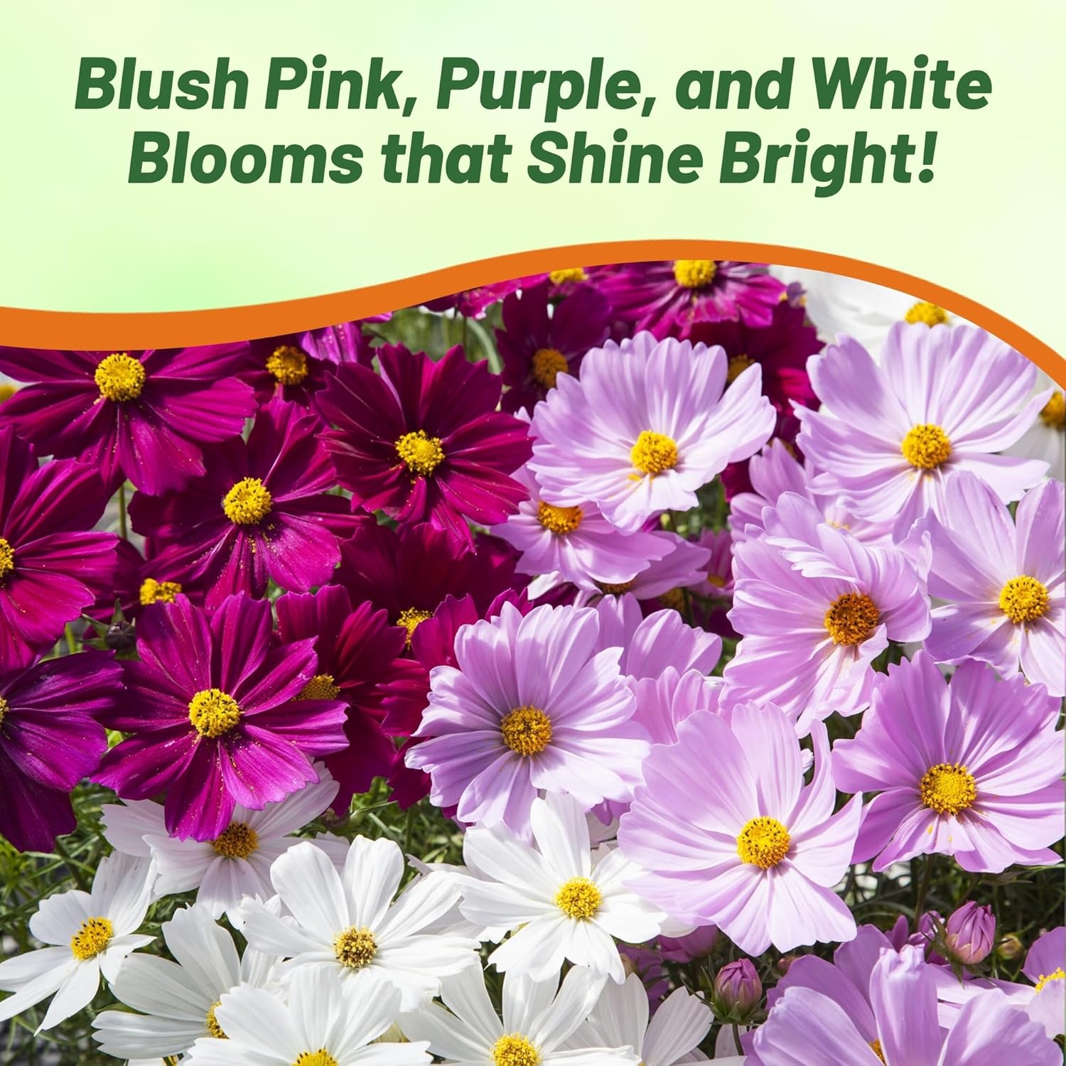 Cosmos Bipinnatus Apollo Flower Bed