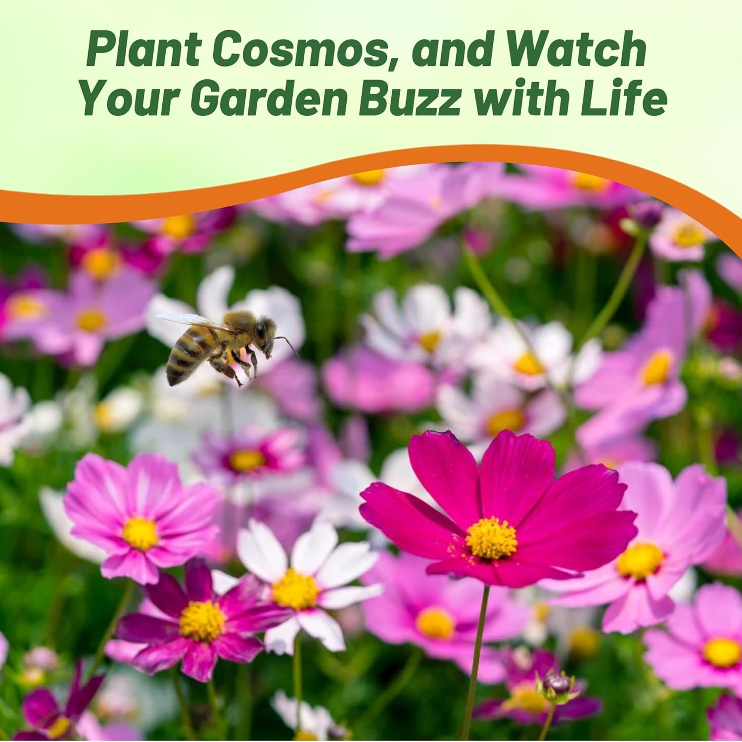 Cosmos Bipinnatus Apollo Flower Seed Mix