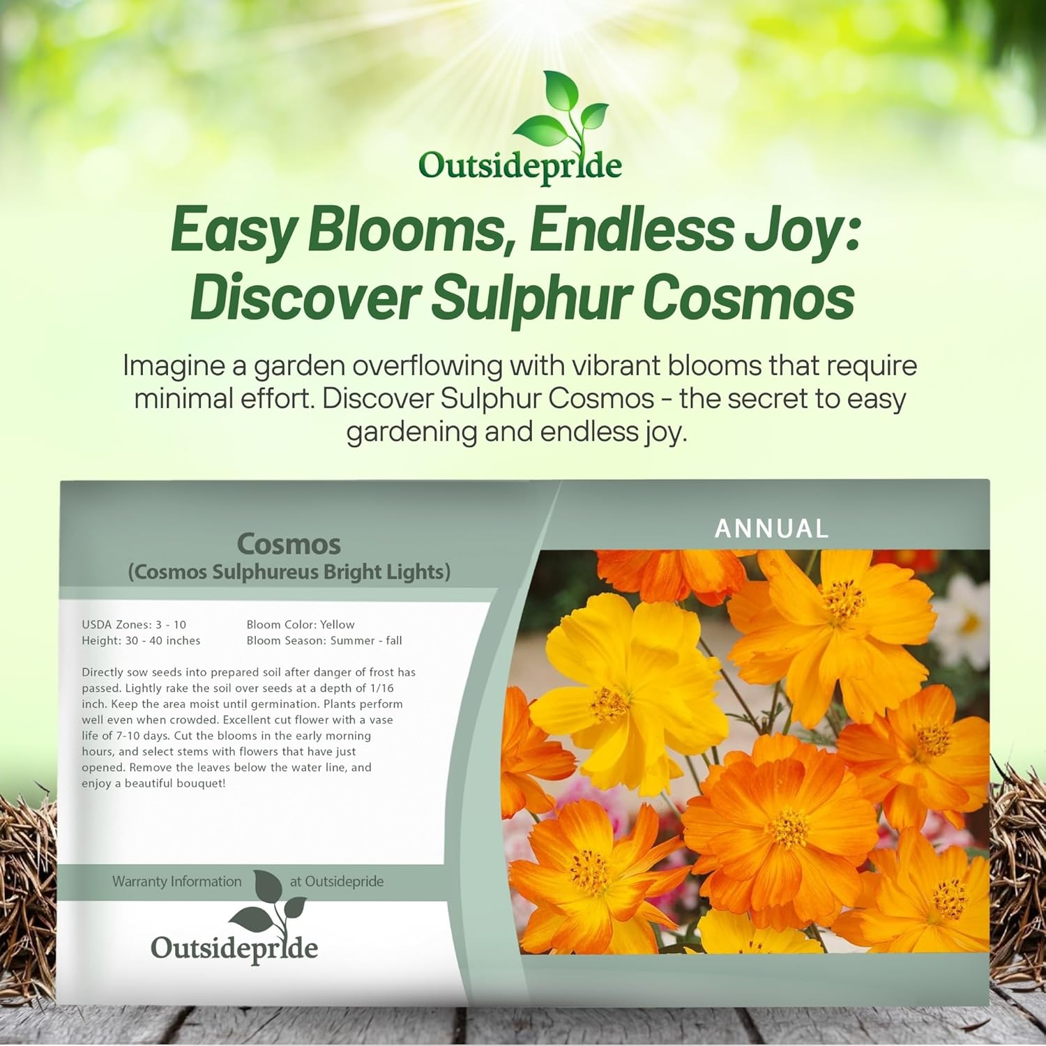 Cosmos Sulphureus Bright Lights Seed Packets