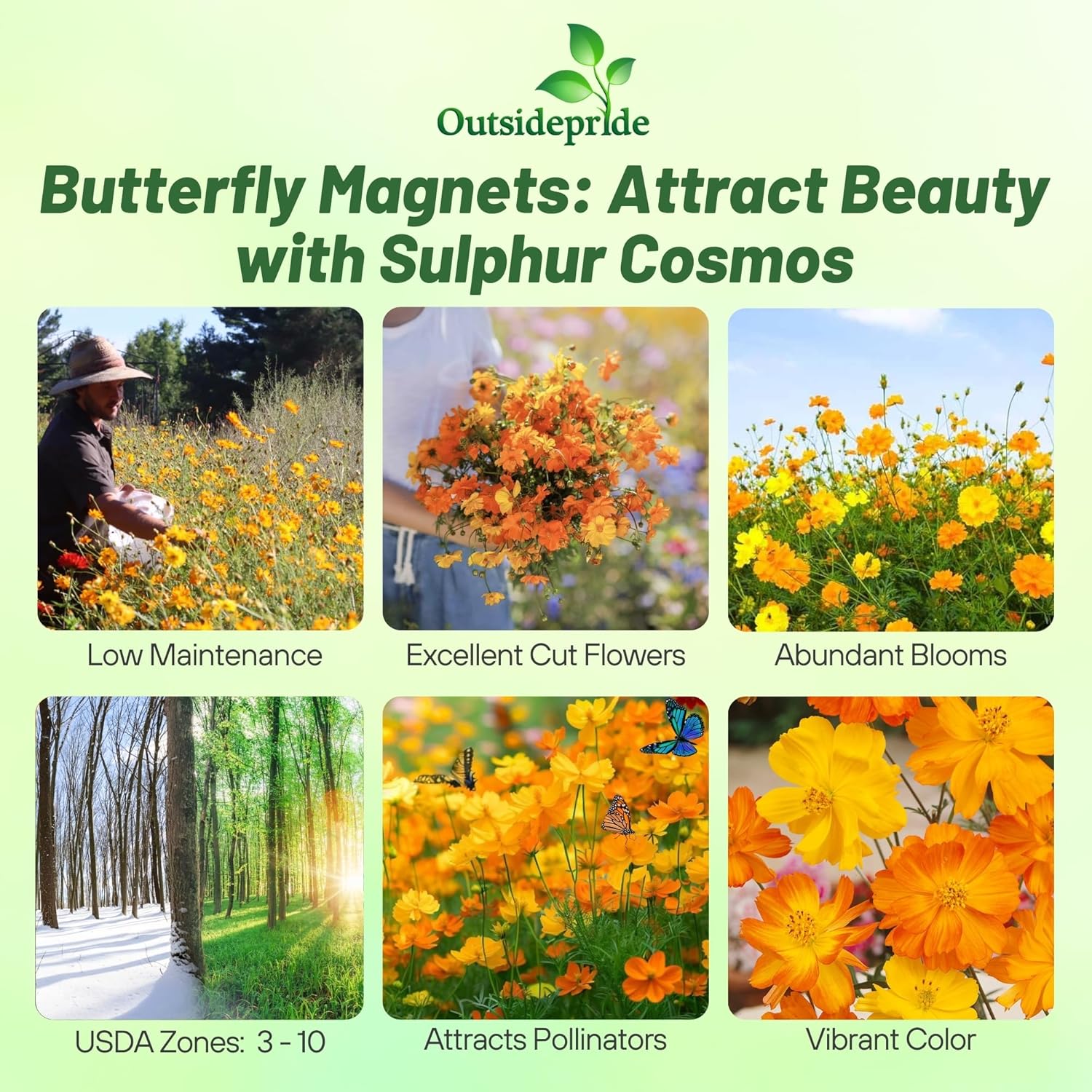Cosmos Sulphureus Bright Lights Mixture