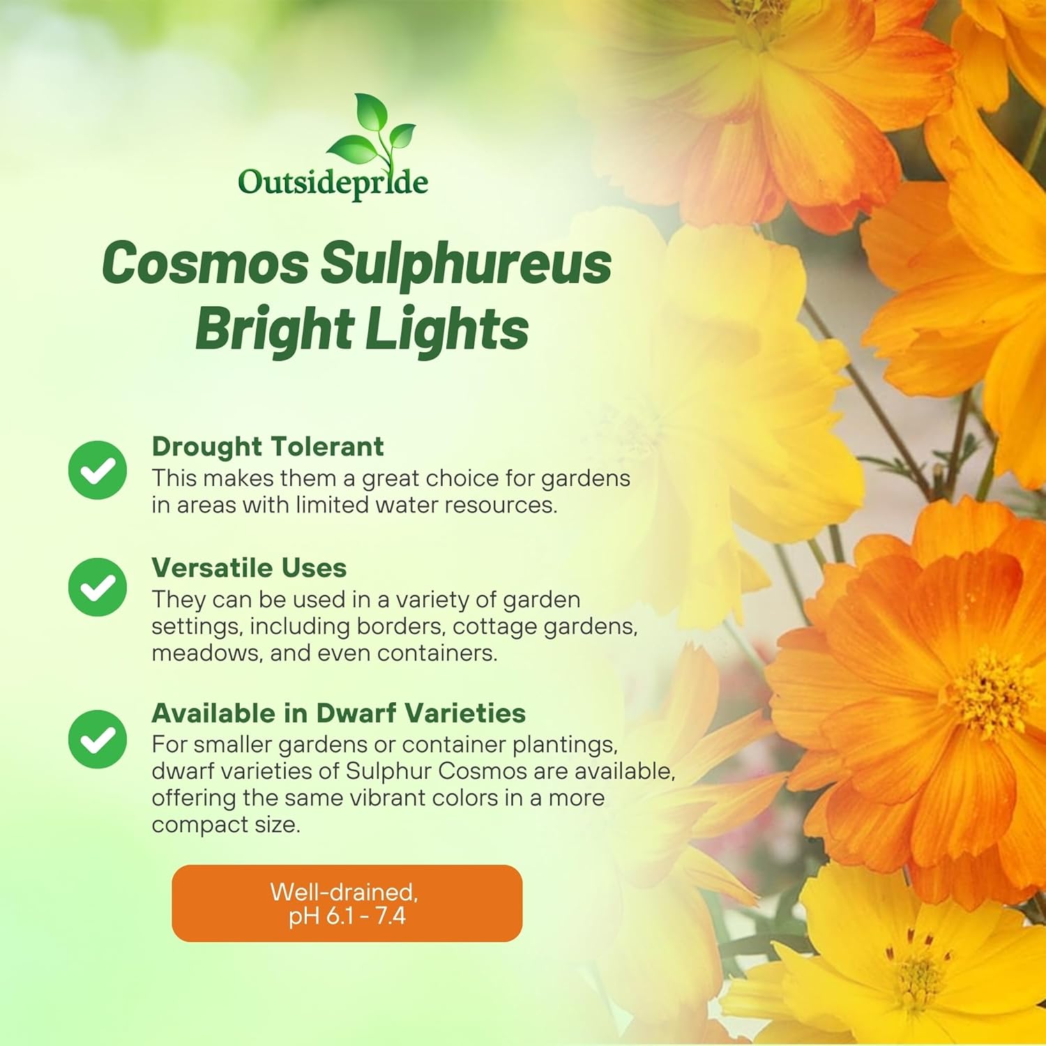 Cosmos Sulphureus Bright Lights Flower Mix