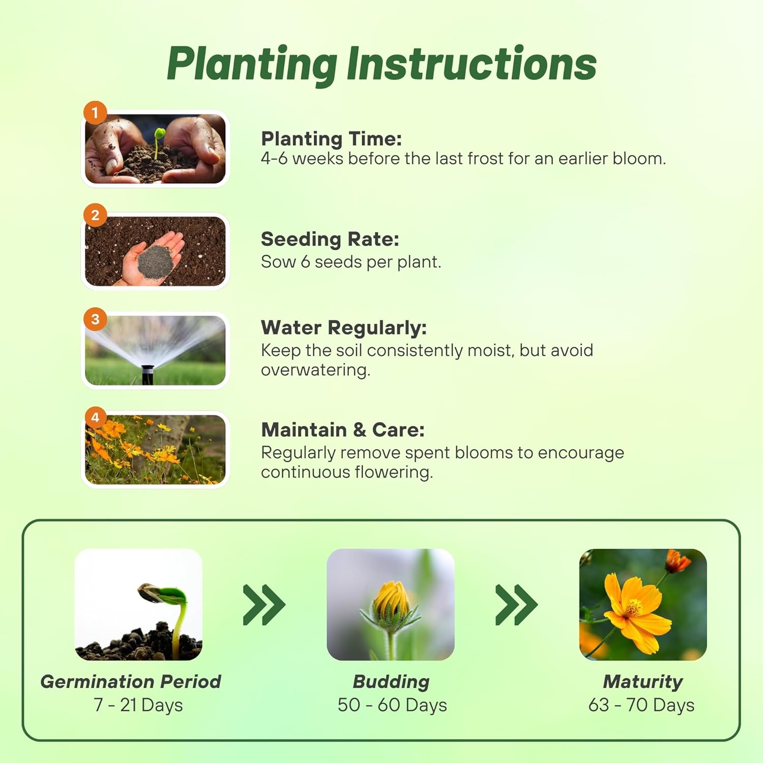 Cosmos Sulphureus Bright Lights Planting Directions