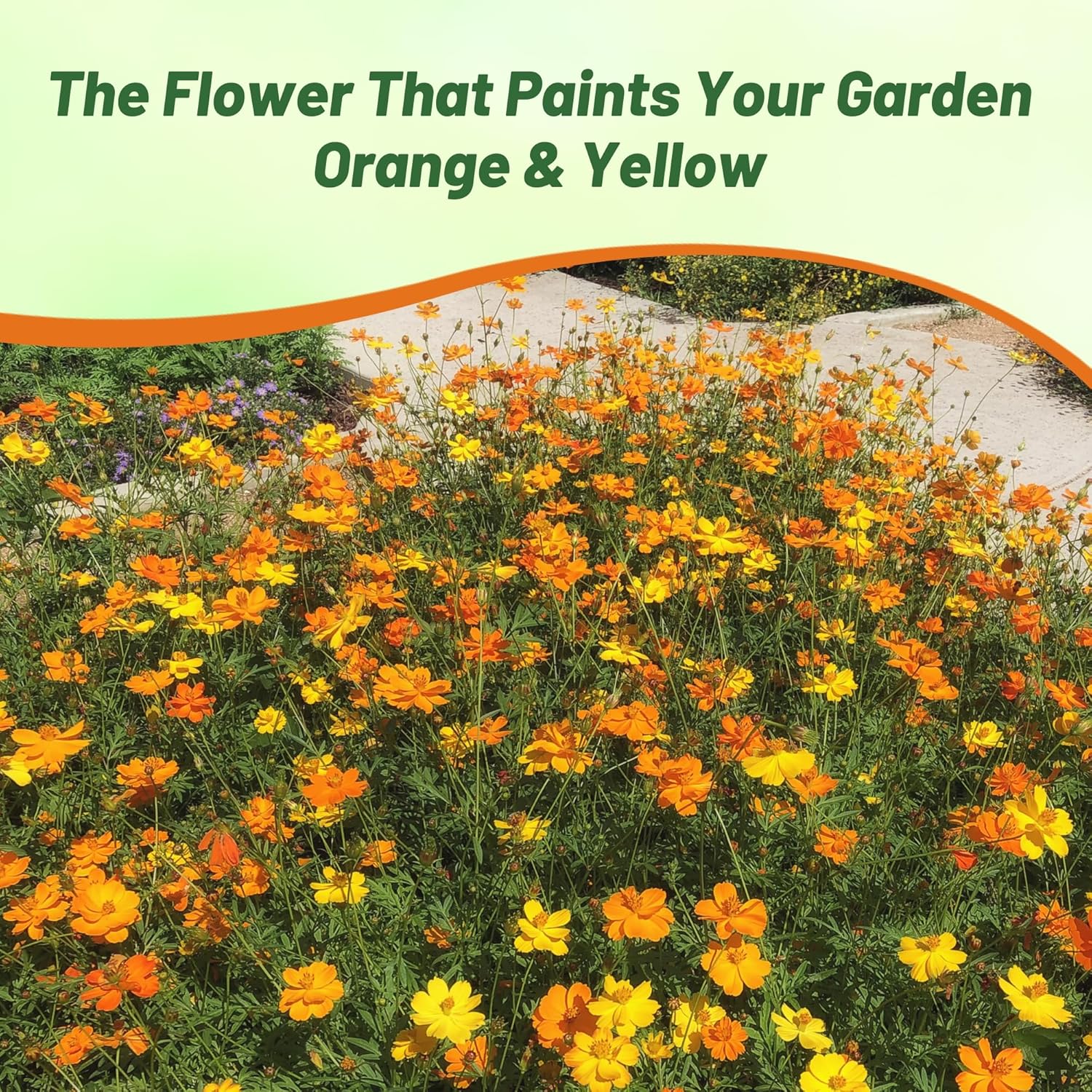 Cosmos Sulphureus Bright Lights Flowers Garden