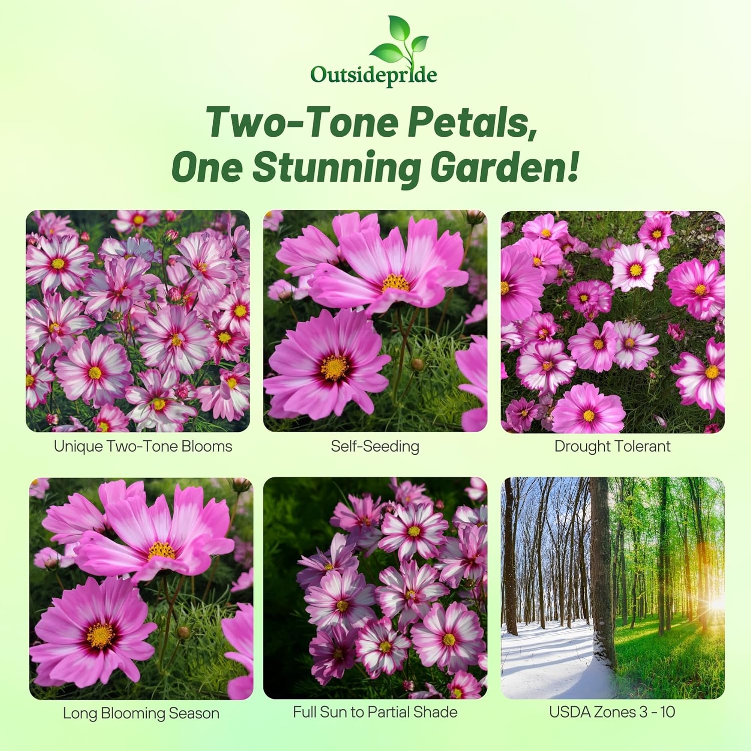 Cosmos Bipinnatus Capriola Garden Flowers