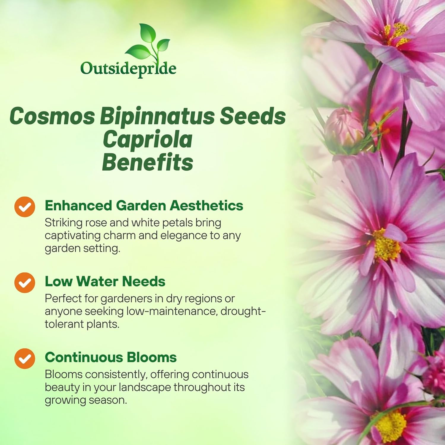 Cosmos Capriola Flowers Seeds