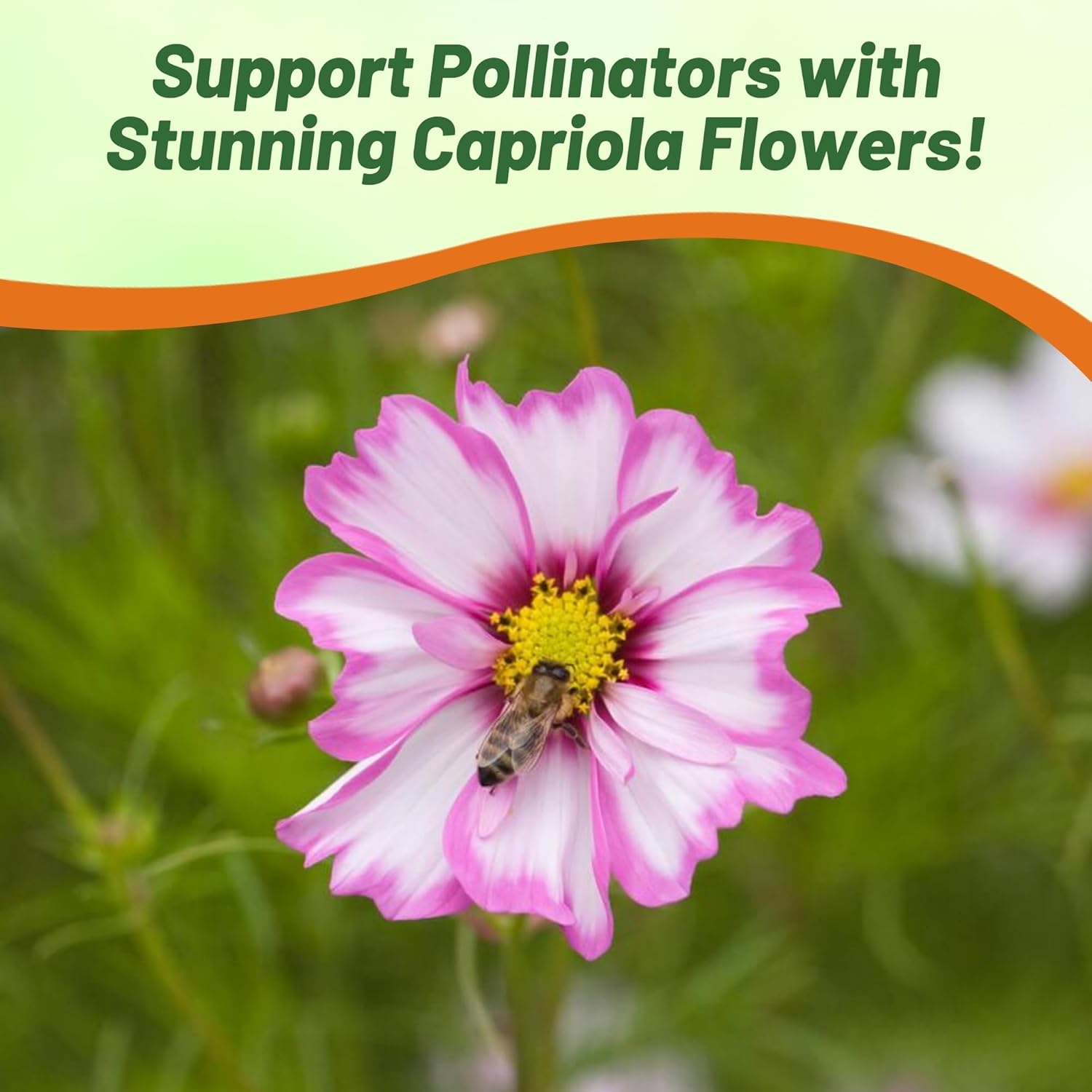 Cosmos Bipinnatus Capriola Flower