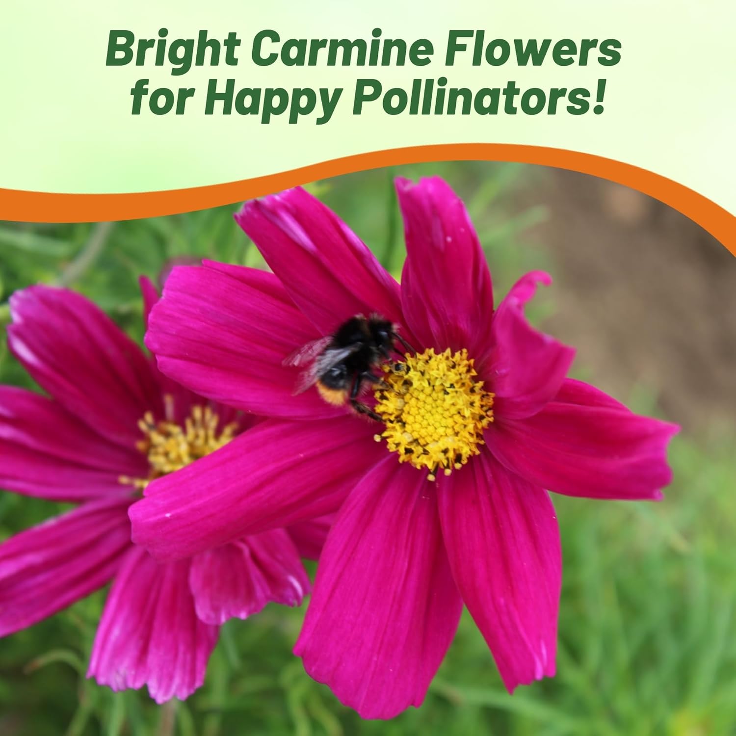 Cosmos Bipinnatus Sonata Carmine Flower Seeds
