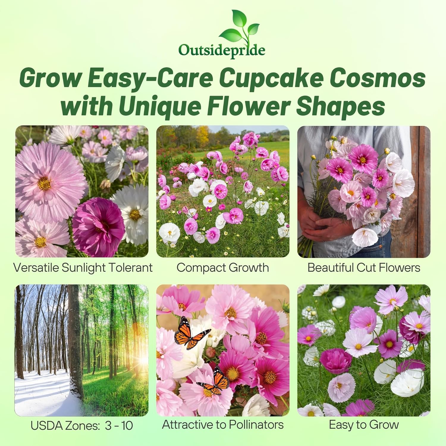 Cosmos Cupcakes Blush Garden Flowers