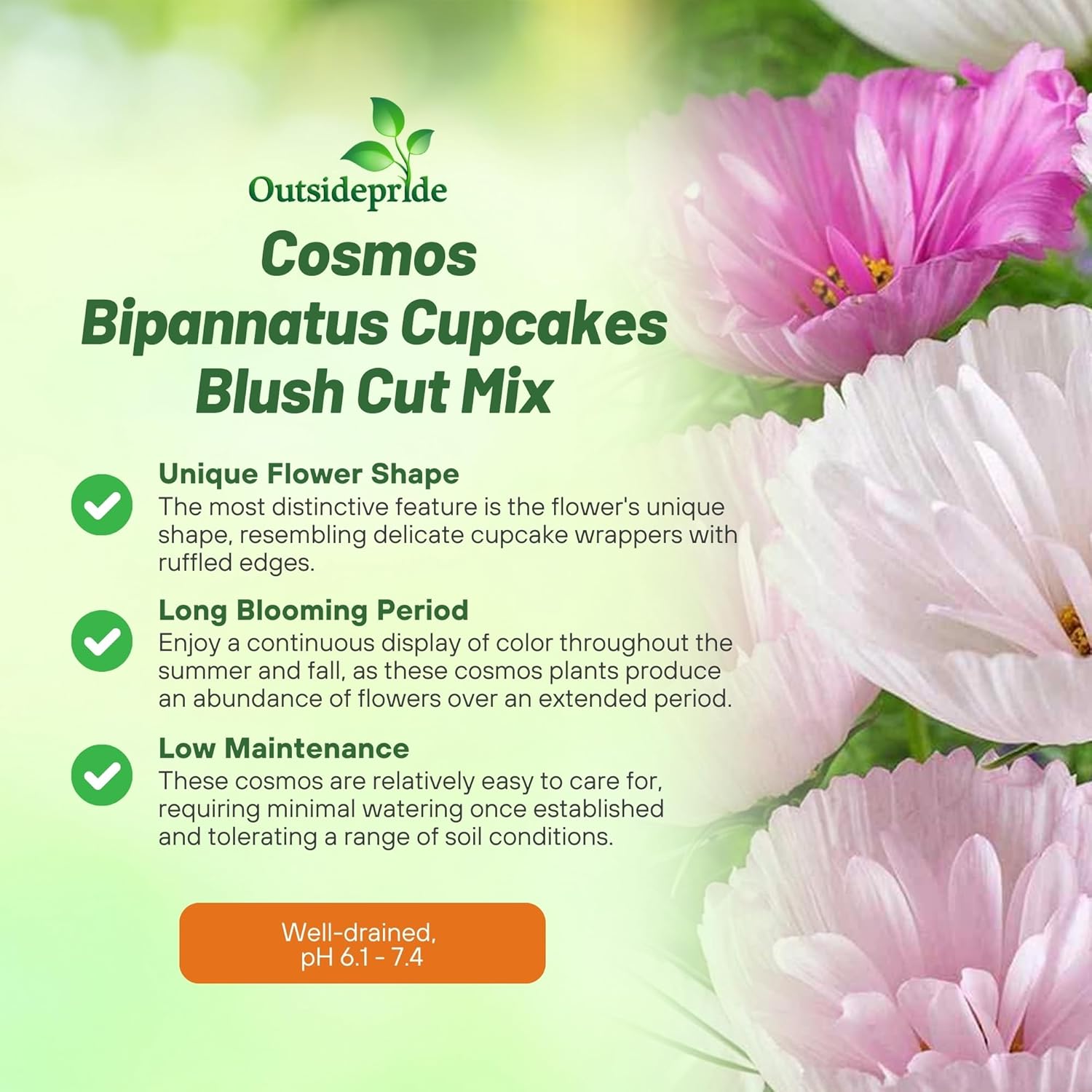 Cosmos Bipinnatus Cupcakes Blush Flowers