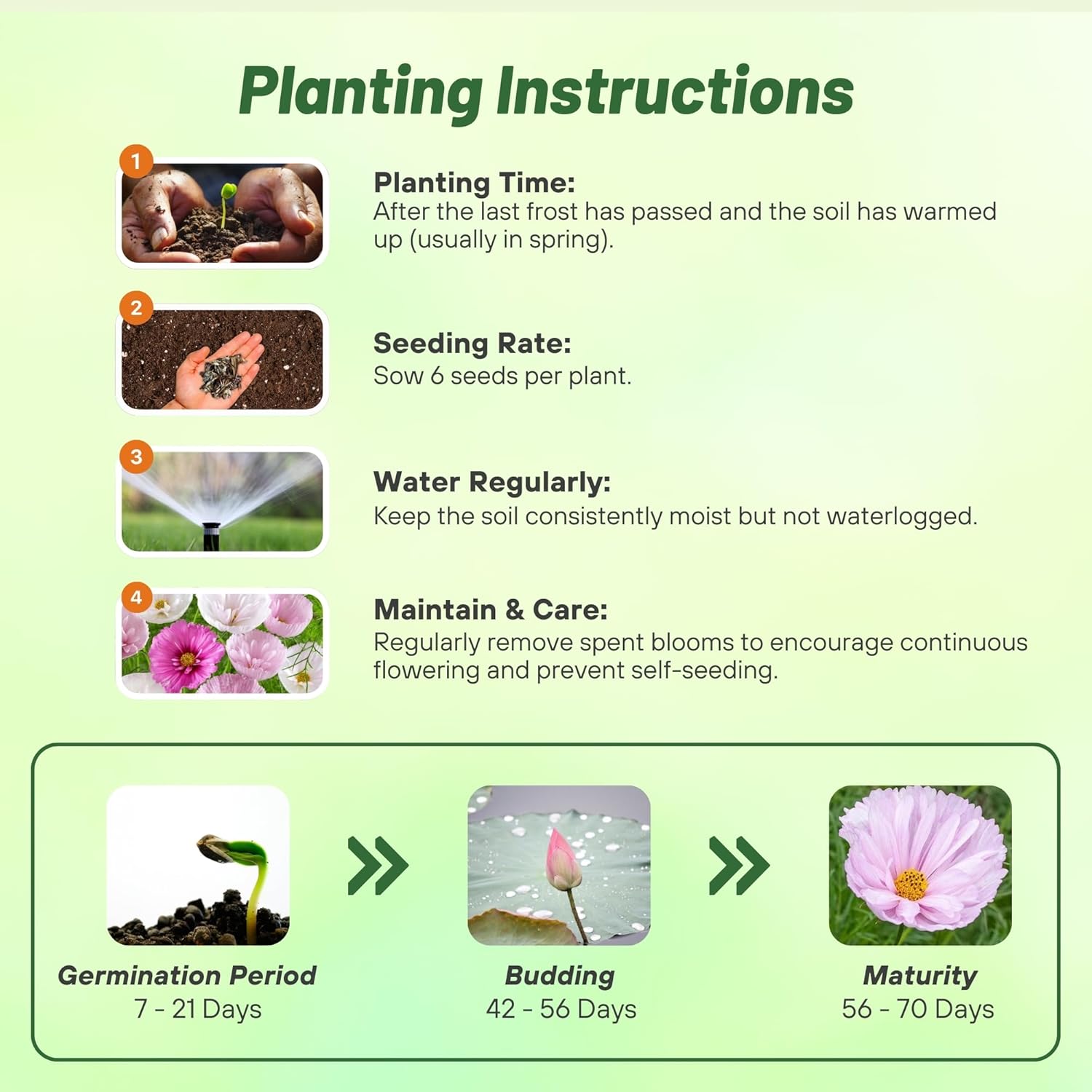 Cosmos Cupcakes Blush Planting Directions