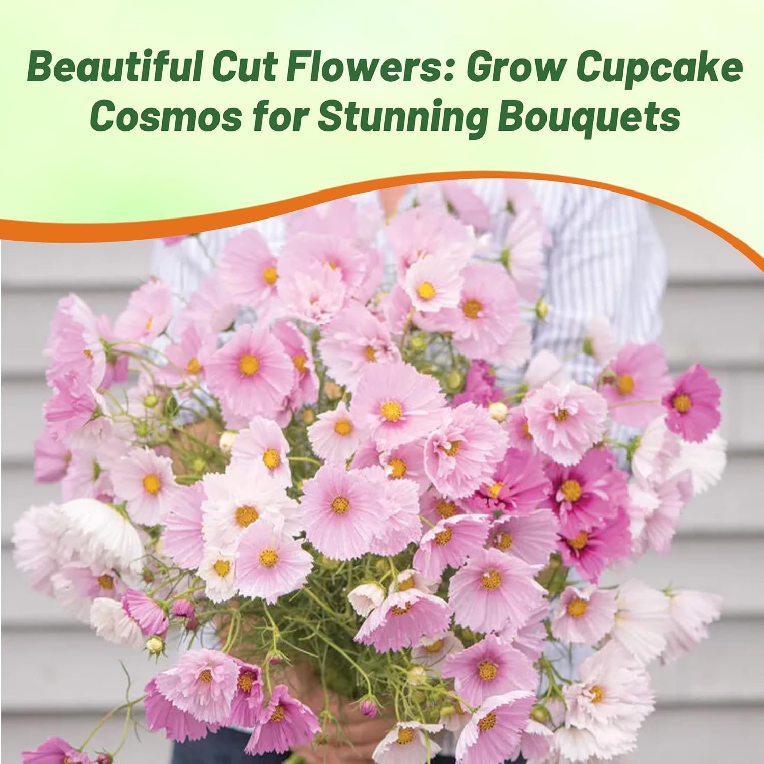 Cosmos Bipinnatus Cupcakes Blush Garden