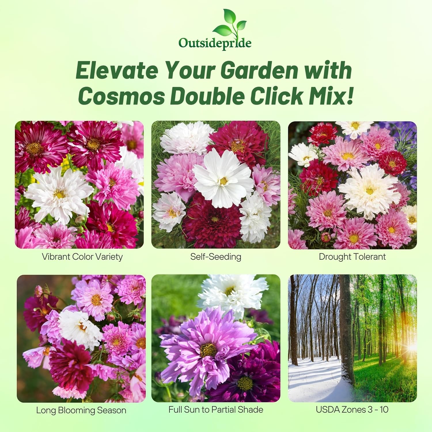 Cosmos Bipinnatus Double Click Flower Mix