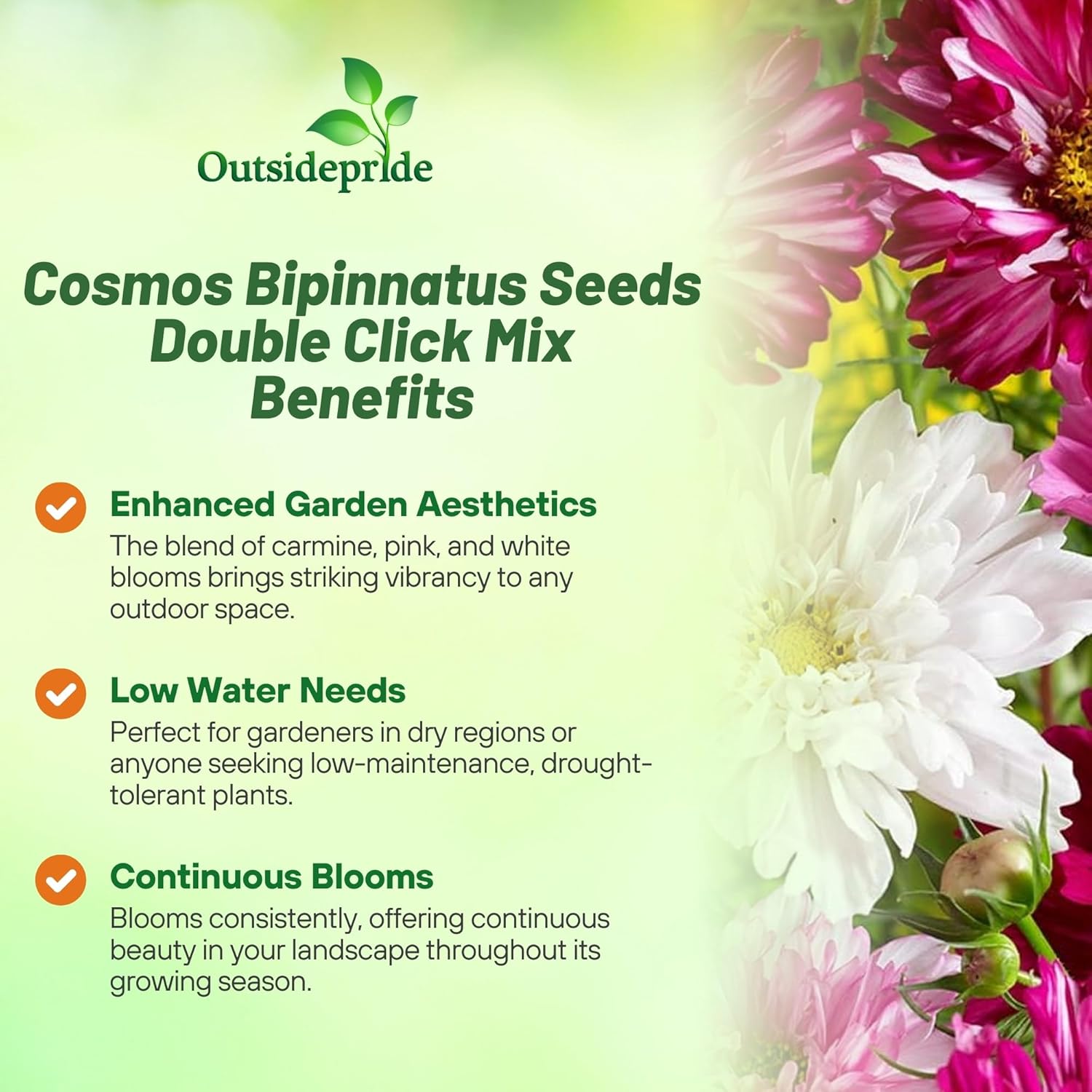 Cosmos Double Click Seed Mixture