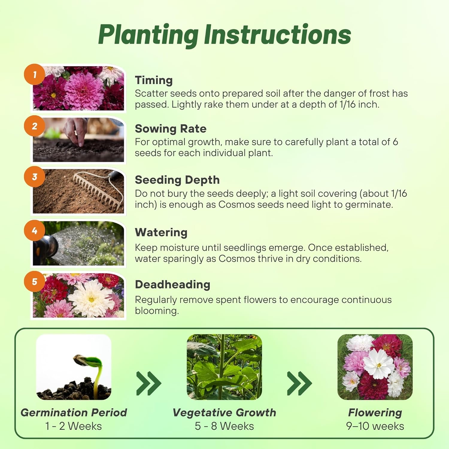 Cosmos Bipinnatus Double Click Directions