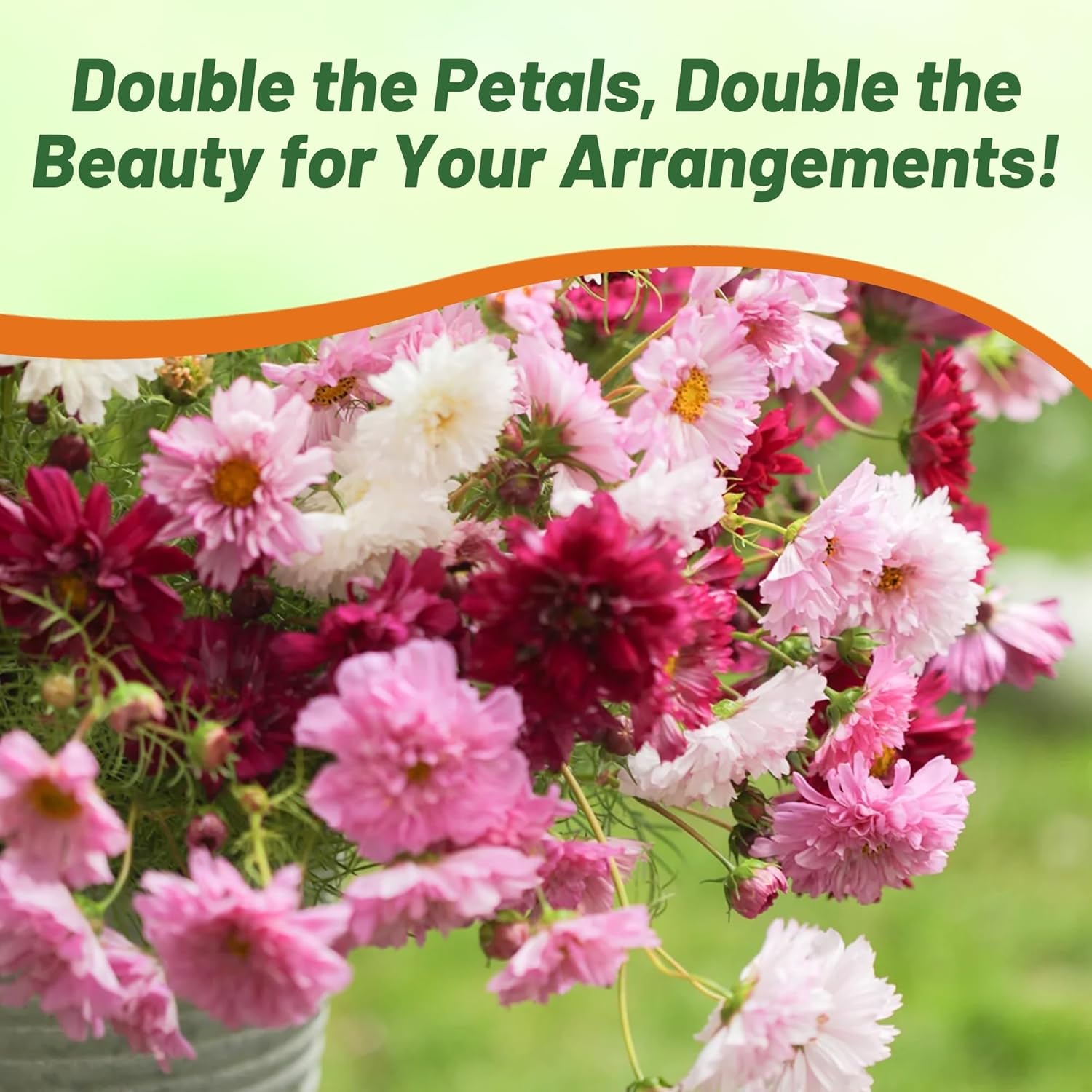 Cosmos Double Click Flower Garden