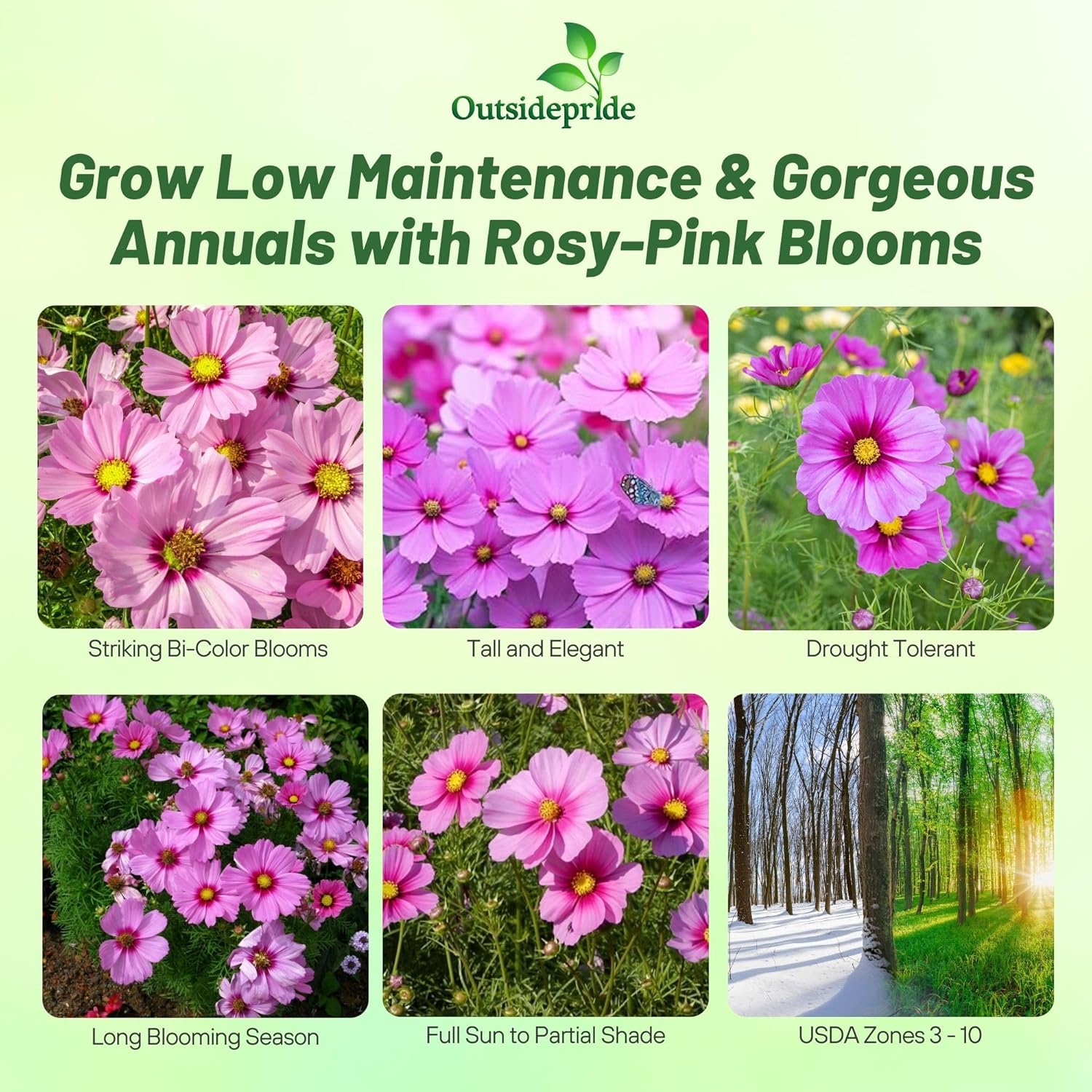 Cosmos Bipinnatus Sensation Glori