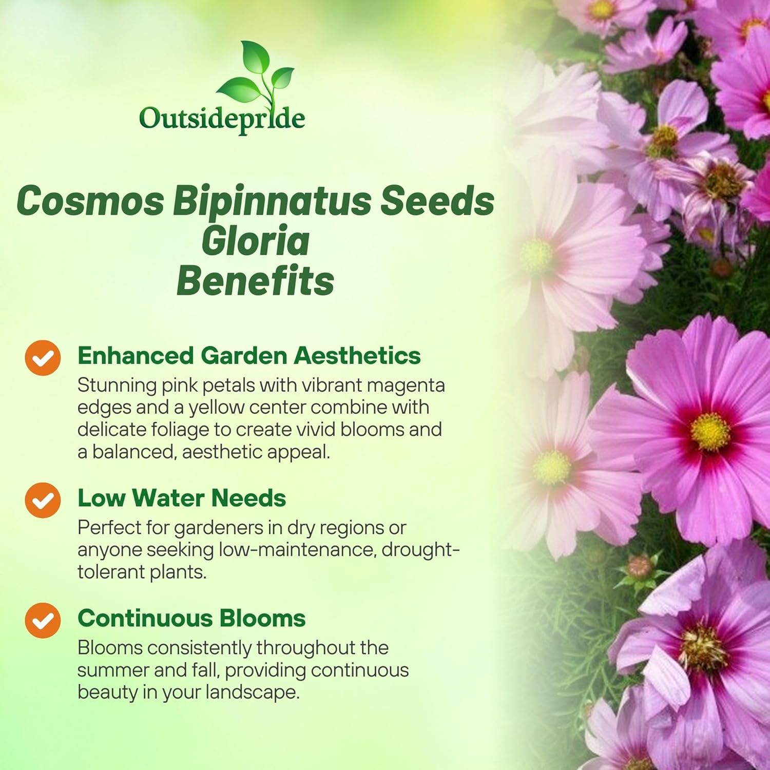 Cosmos Gloria Pink Wild Flower