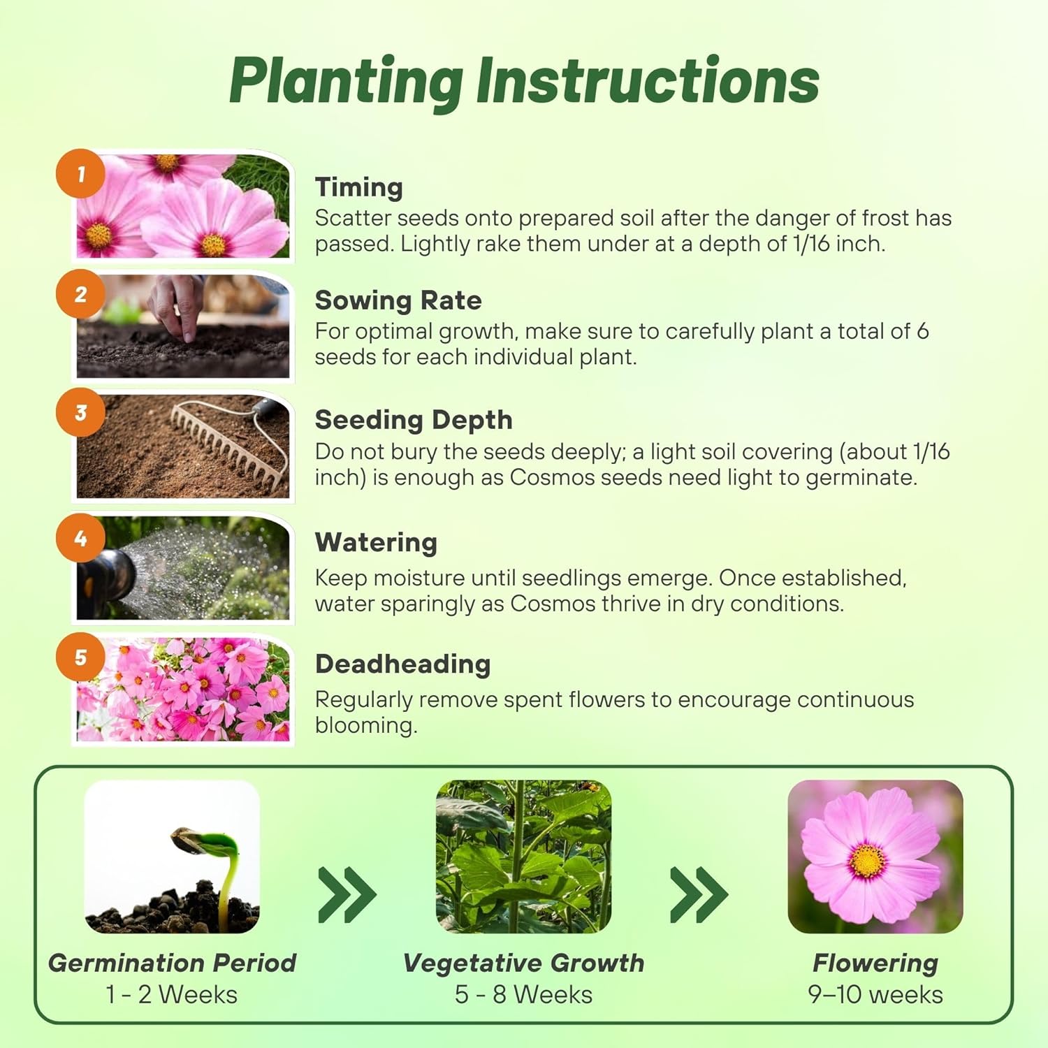 Cosmos Gloria Planting Directions