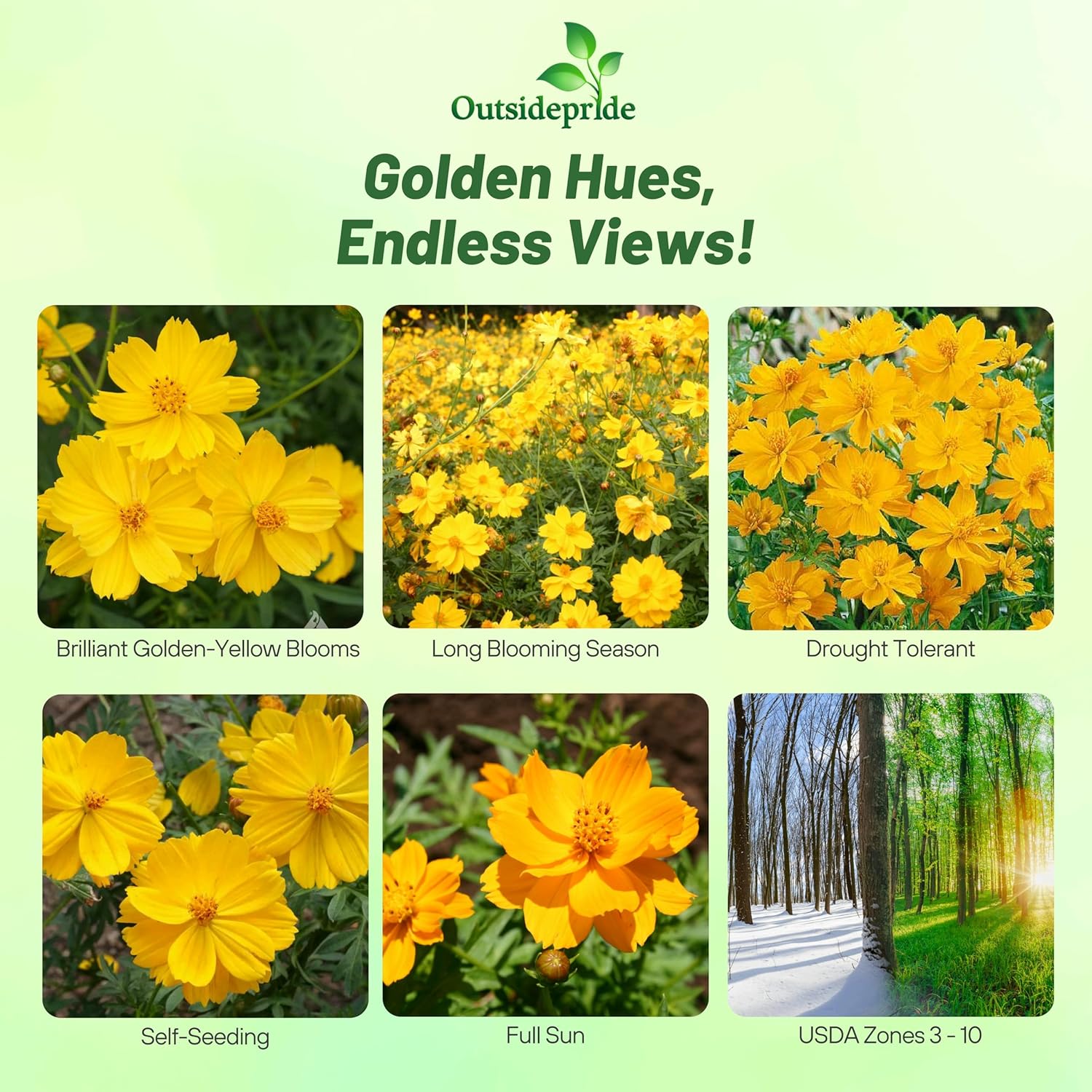 Cosmos Sulphureus Gold Dwarf Flowers