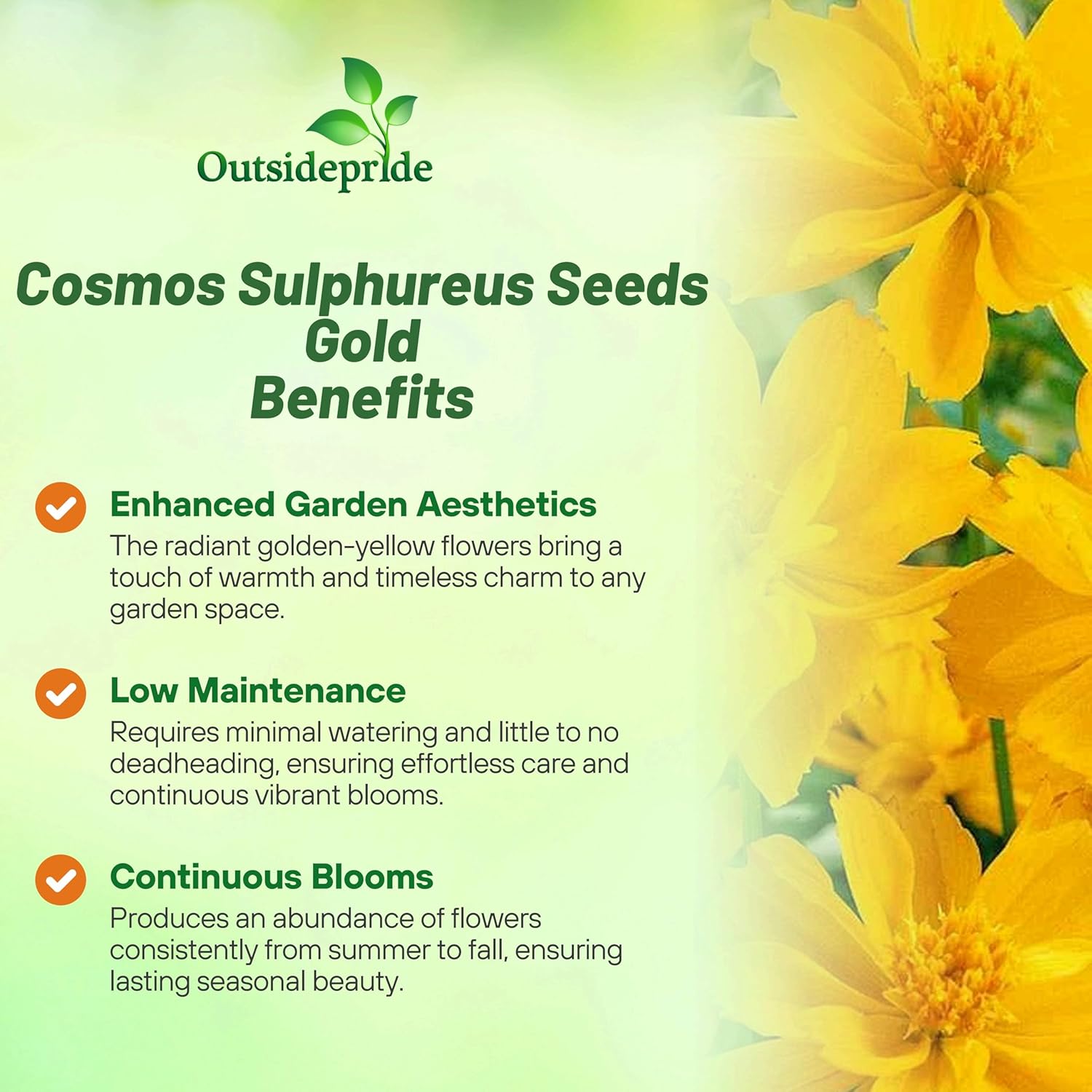 Cosmos Sulphureus Gold Plants